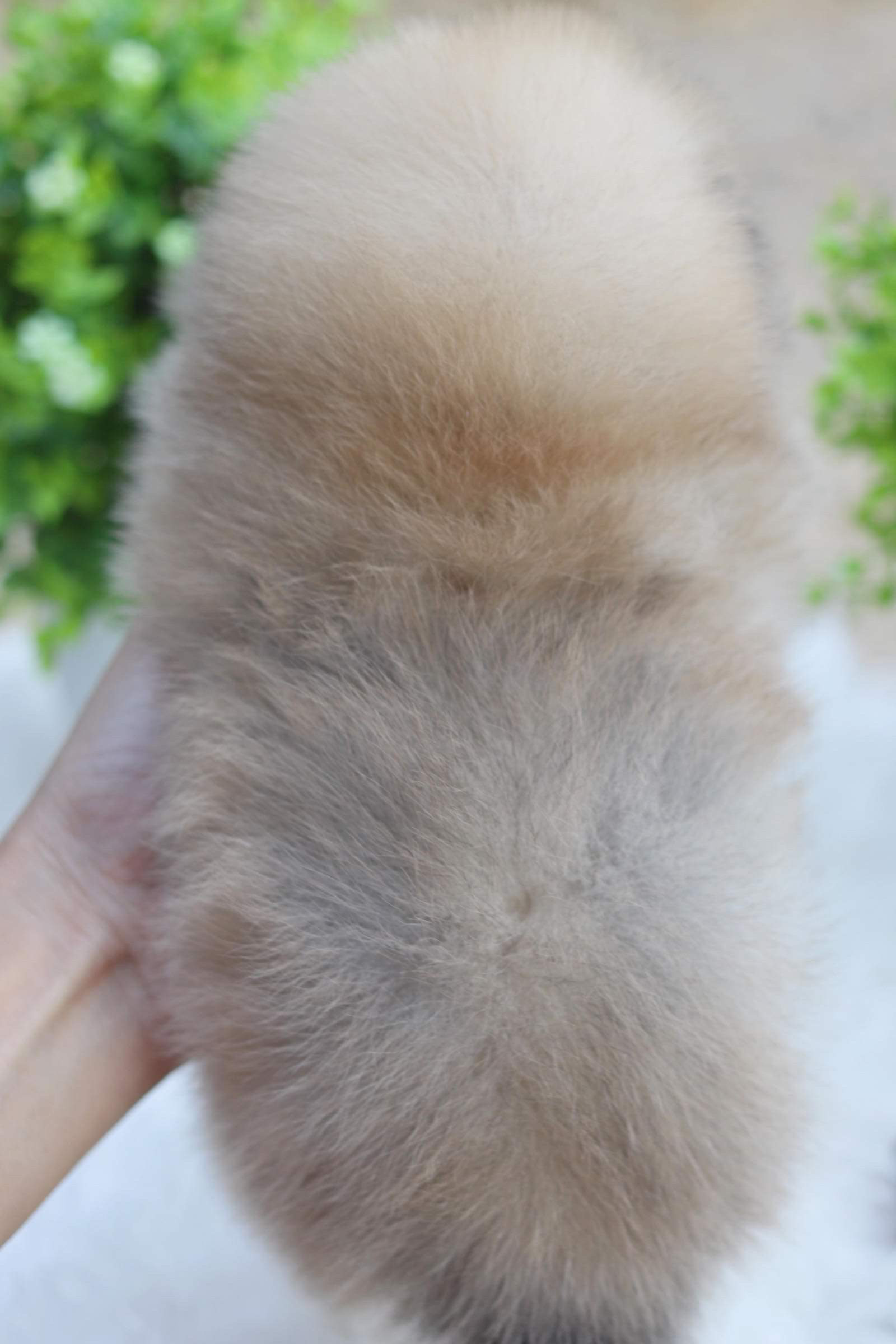 ปอมเมอเรเนียน เพศเมีย