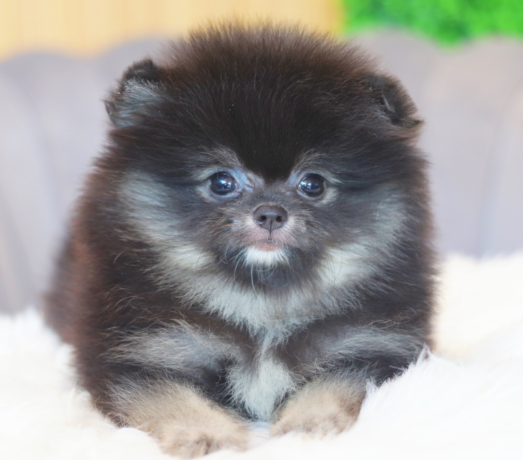 ปอมเมอเรเนียน เพศผู้สีแบล็คแทน