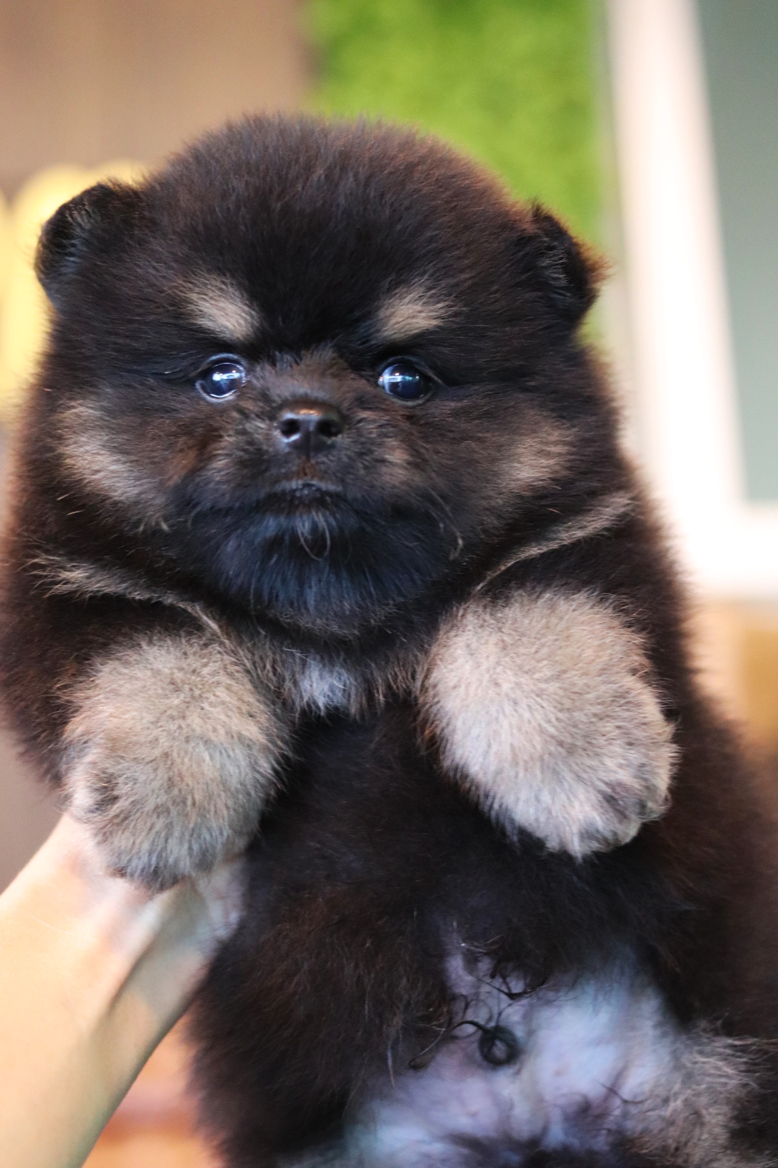 ปอมเมอเรเนียน เพศผู้ สีแบล็คแทน