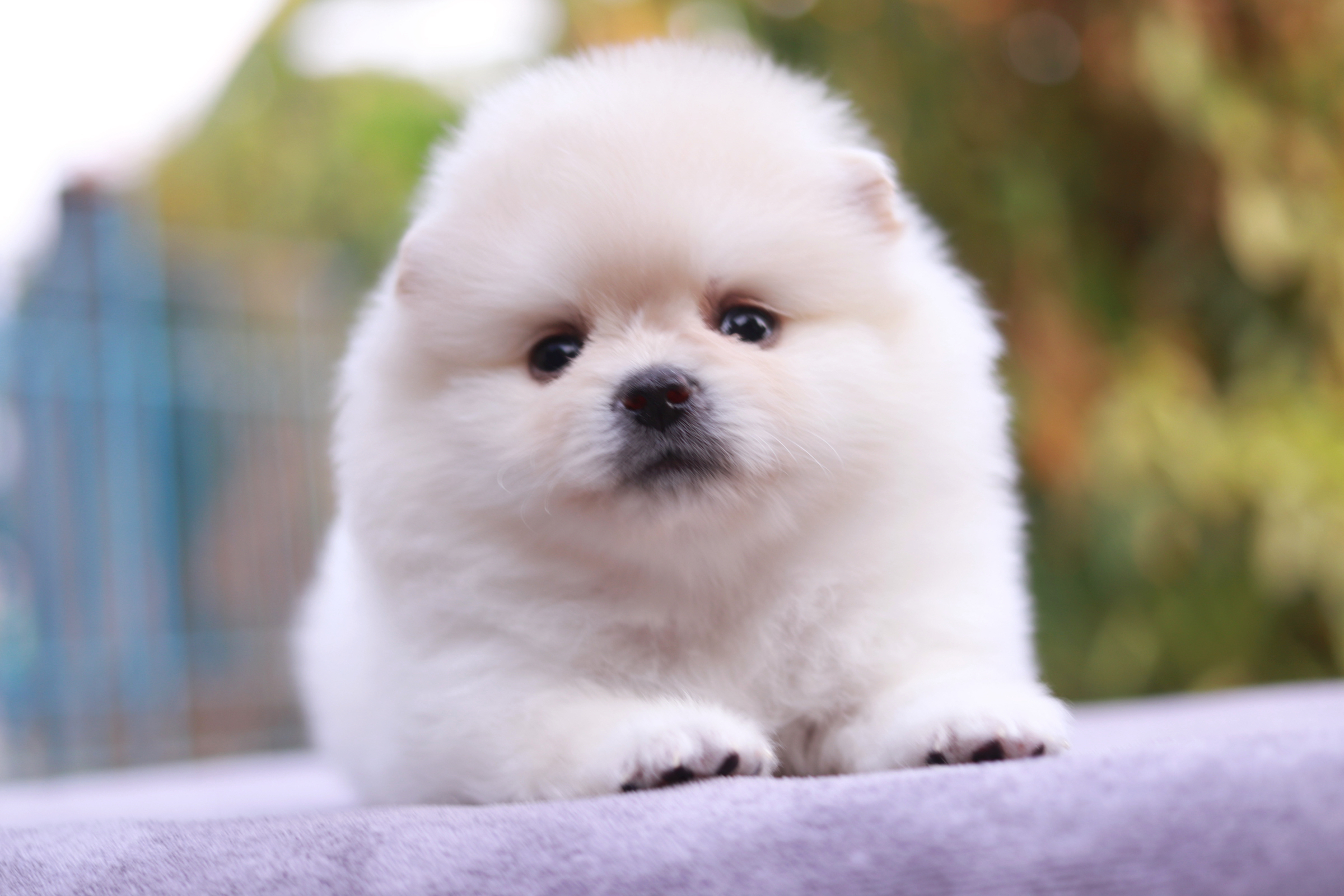 ปอมเมอเรเนียน เพศเมีย