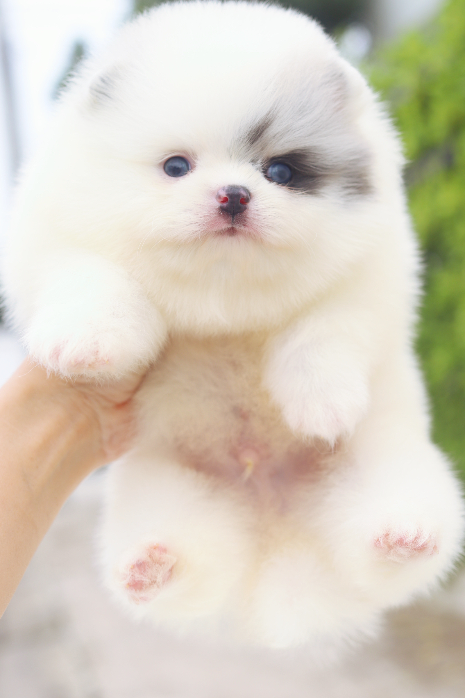 ปอมเมอเรเนียน เพศผู้ สีแฟนซีเมอร์เร่