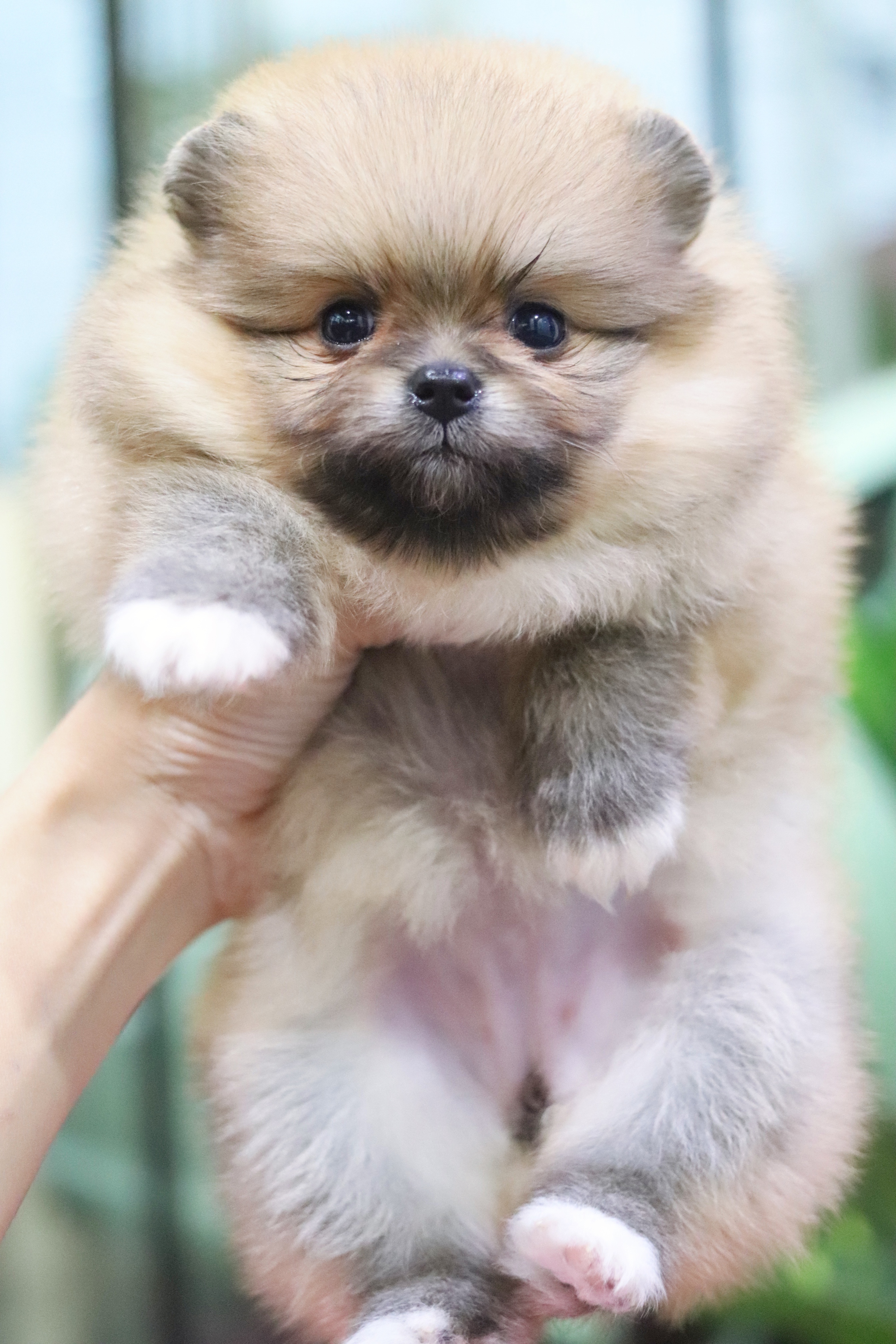 ปอมเมอเรเนียน เพศเมียสีส้ม