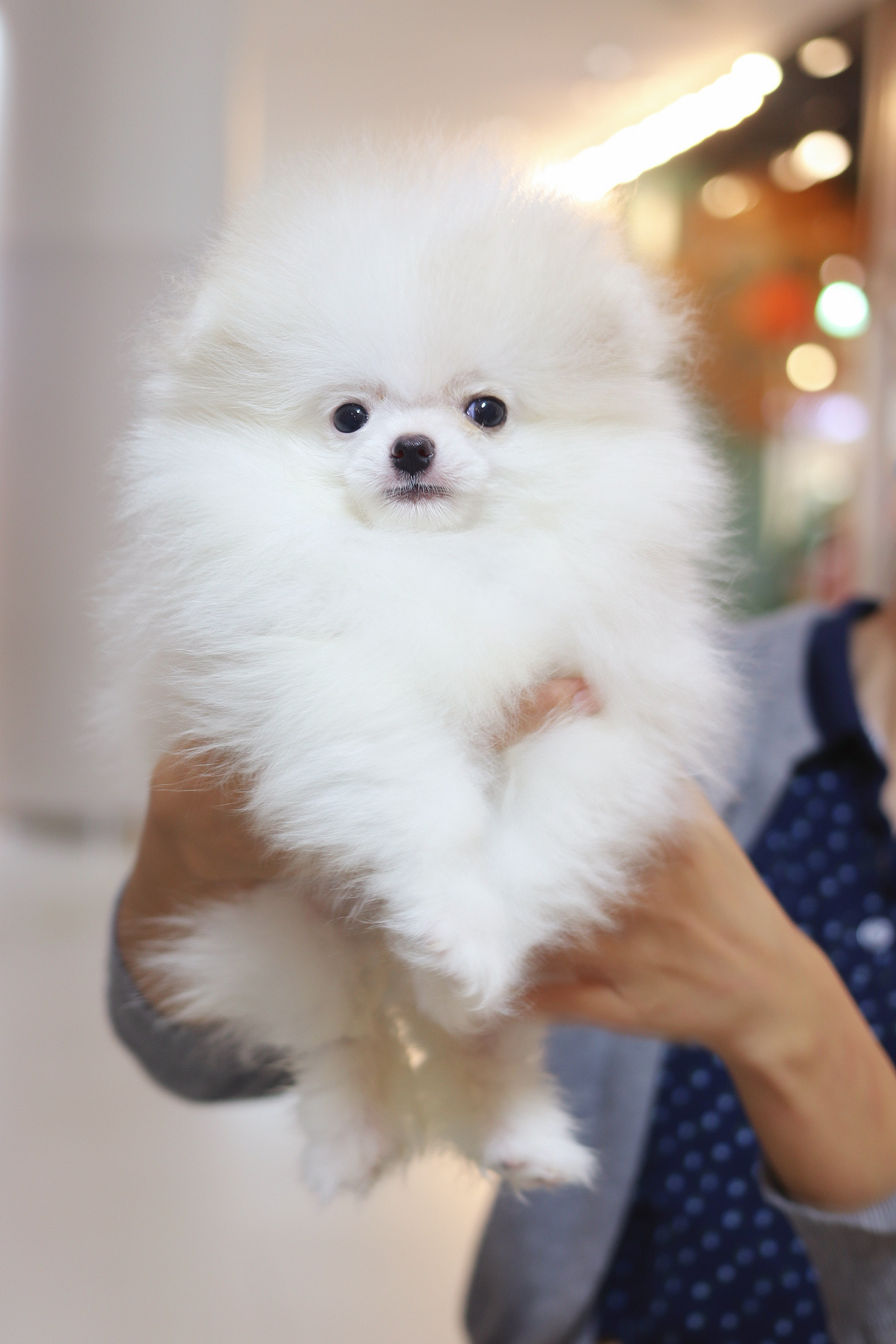 ปอมเมอเรเนียน เพศผู้ทีคัพ สามเดือน สีขาว เกรดโชว์