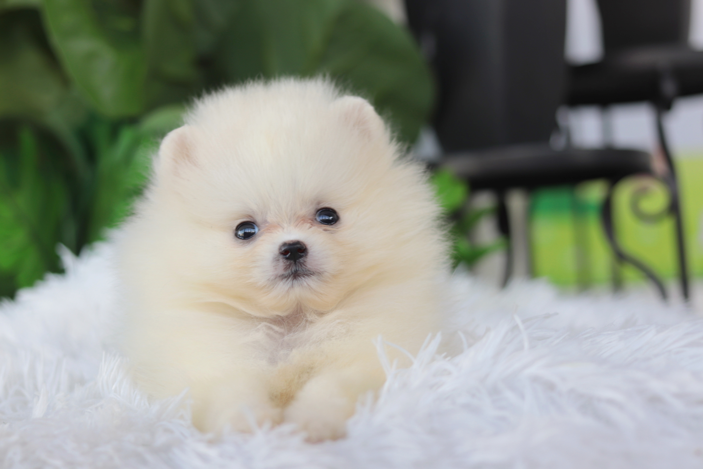 ปอมเมอเรเนียน เพศผู้ทีคัพ