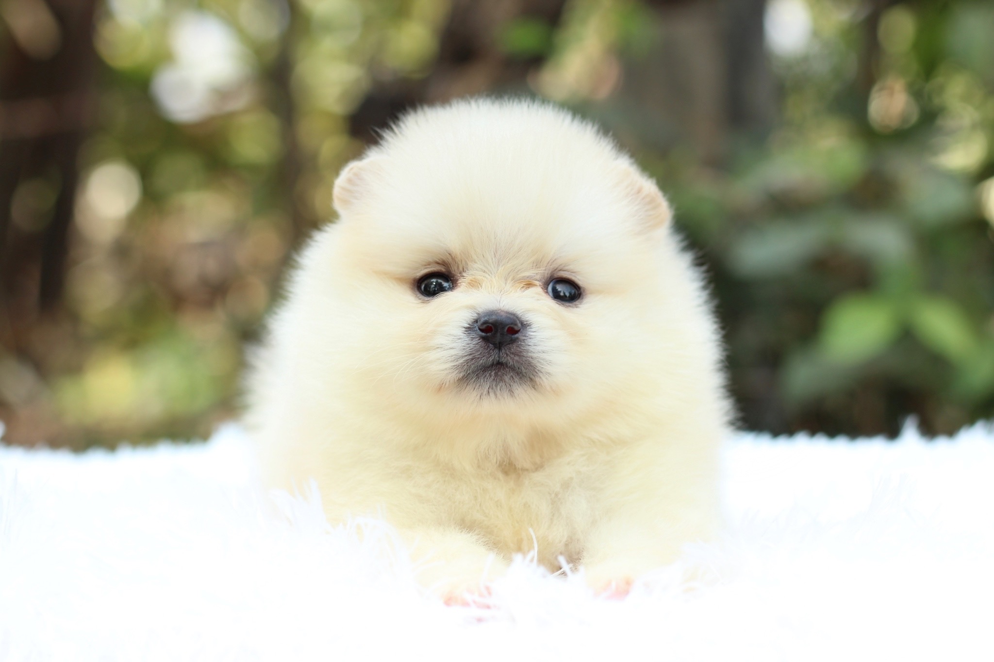 ปอมเมอเรเนียน เพศเมียสีครีม