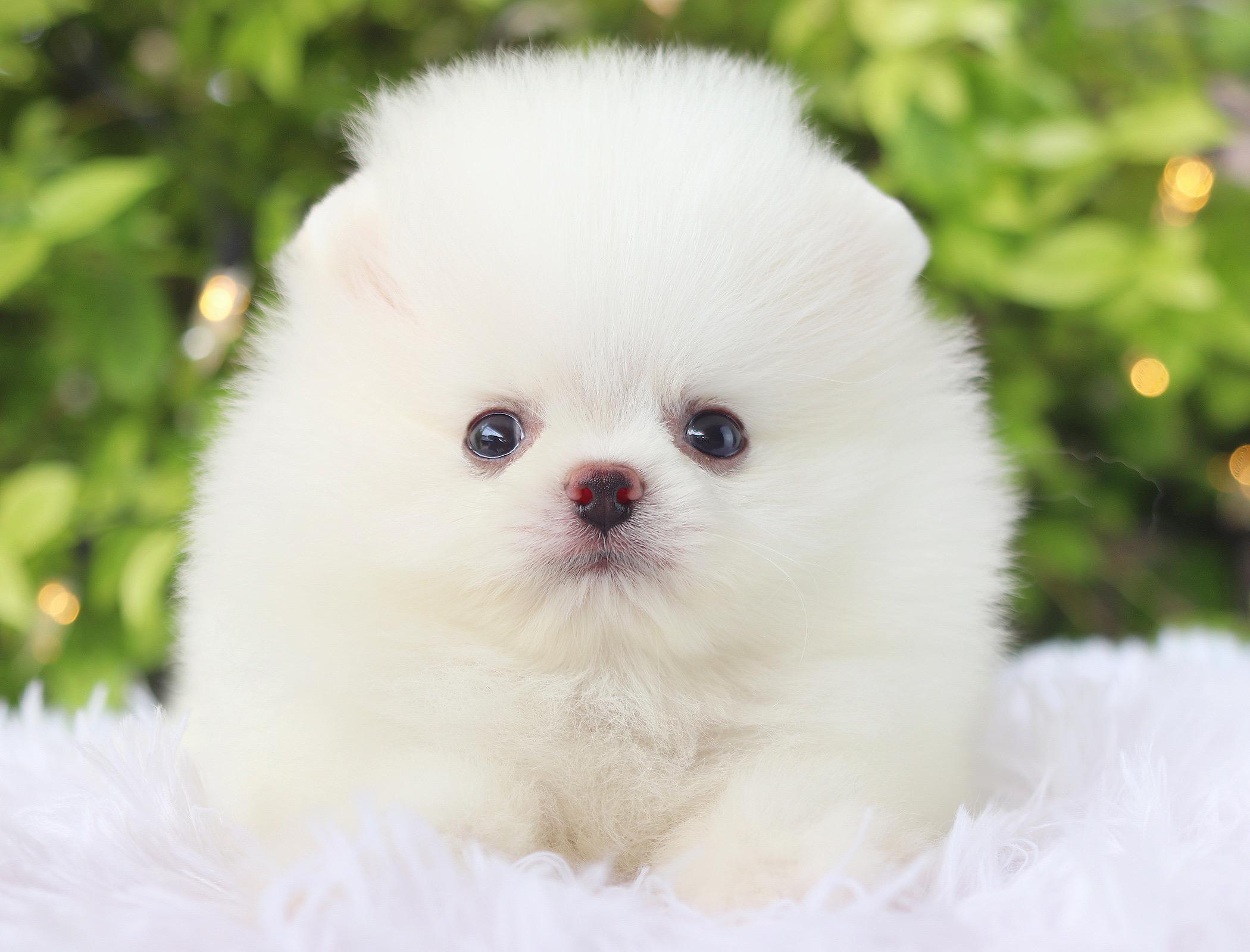 ปอมเมอเรเนียน เพศผู้สีขาว เกรดโชว์