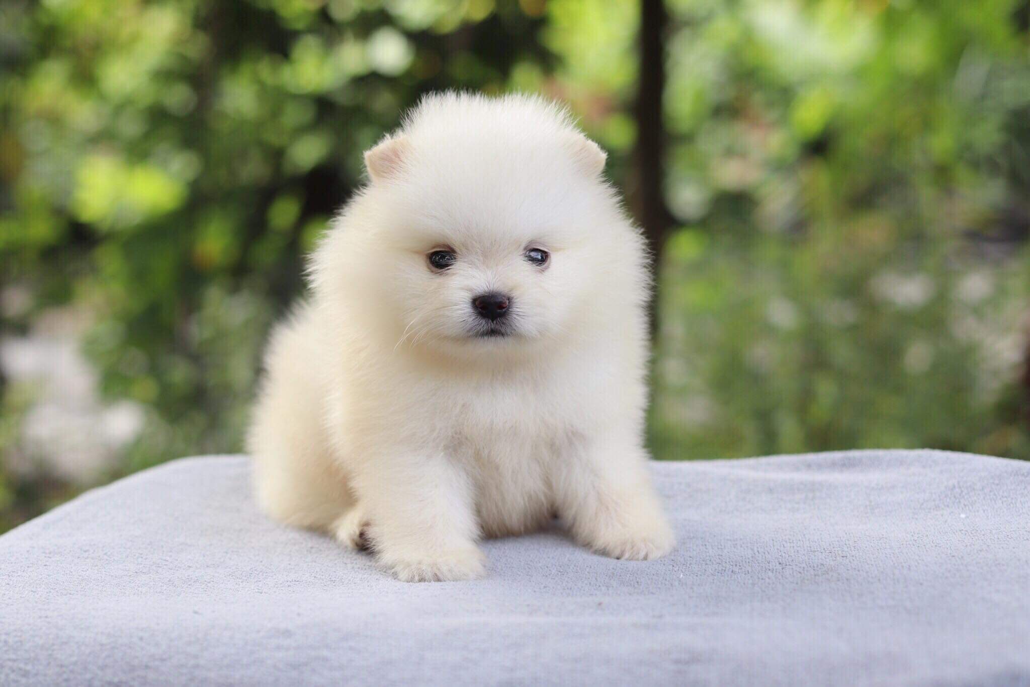 ปอมเมอเรเนียน เพศผู้