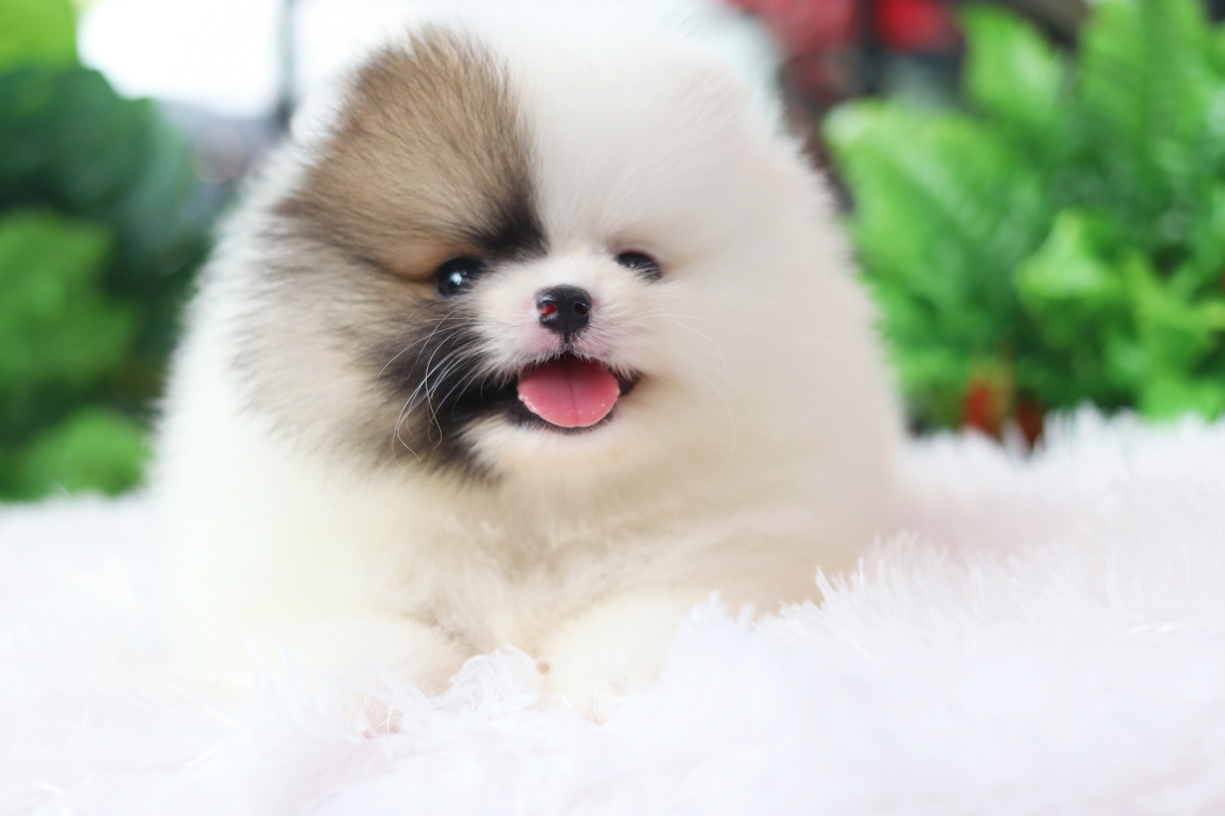 ปอมเมอเรเนียน เพศผู้ สีแฟนซี