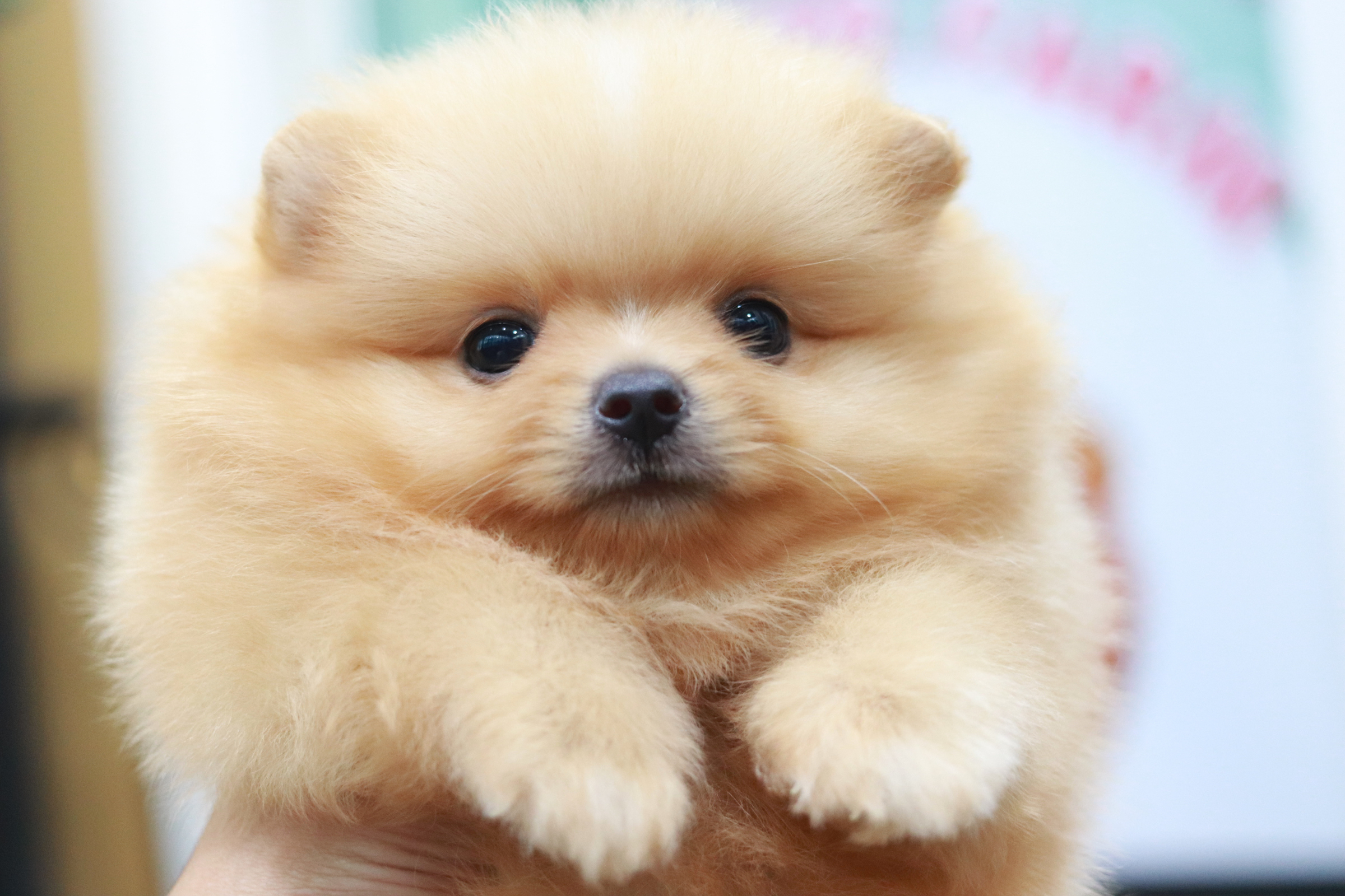 ปอมเมอเรเนียน เพศผู้ สีครีม