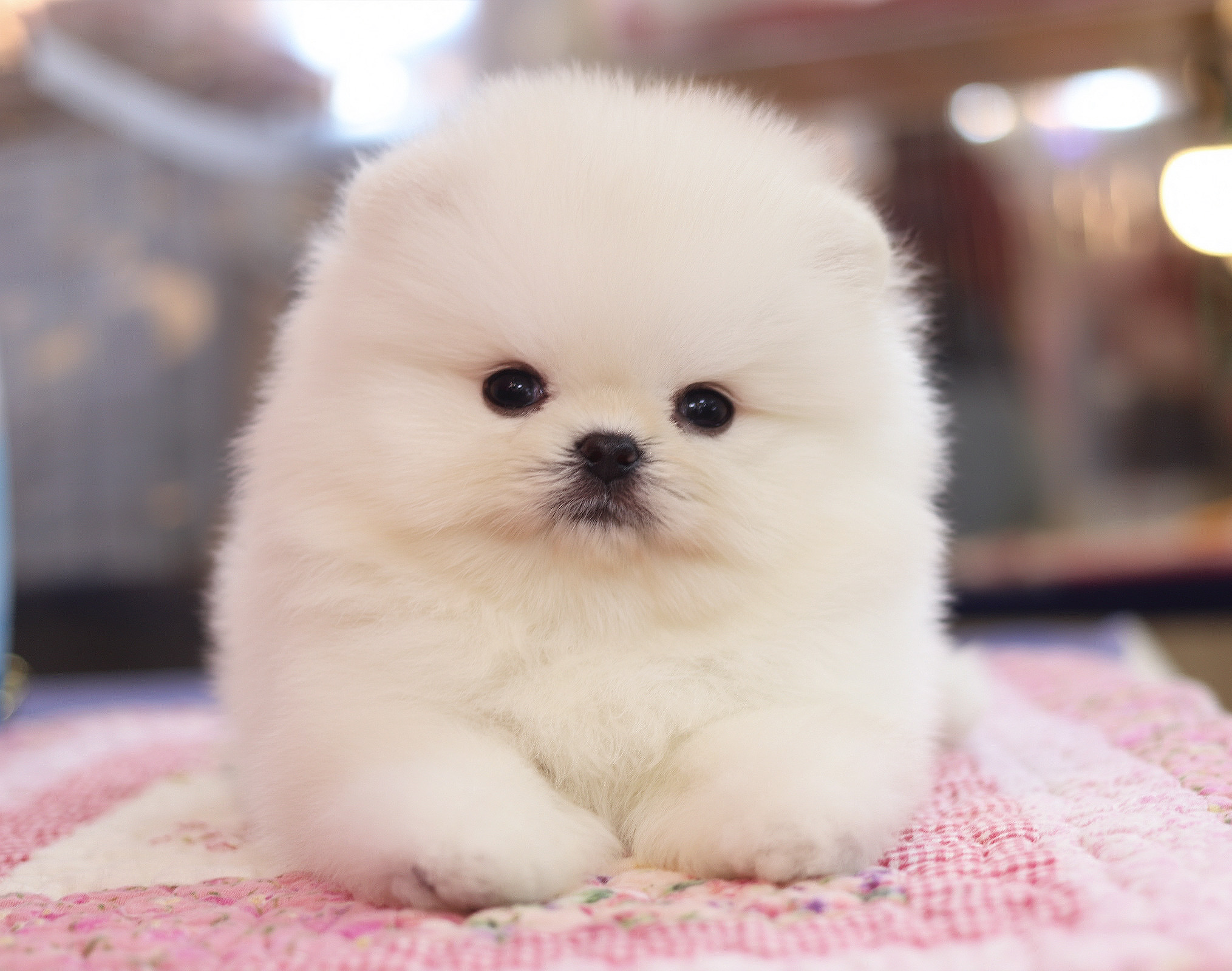 ปอมเมอเรเนียน เพศผู้สีขาวครีม เกรดโชว์