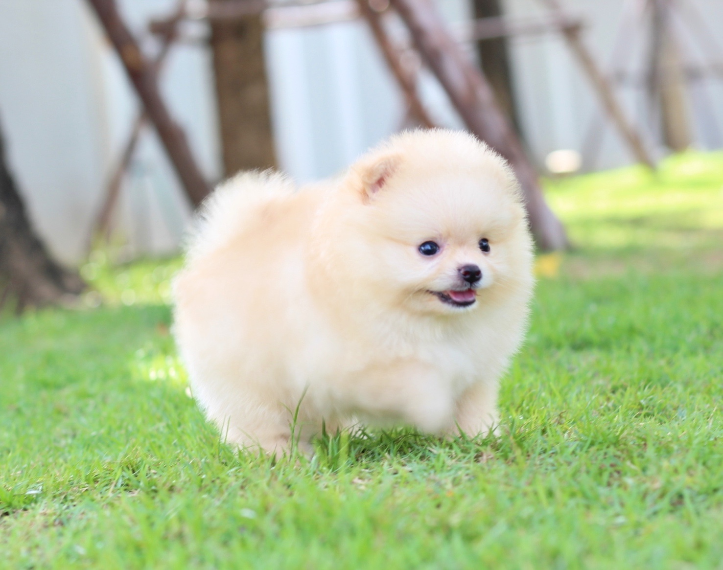 ปอมเมอเรเนียน เพศผู้สีครีมเกรดโชว์