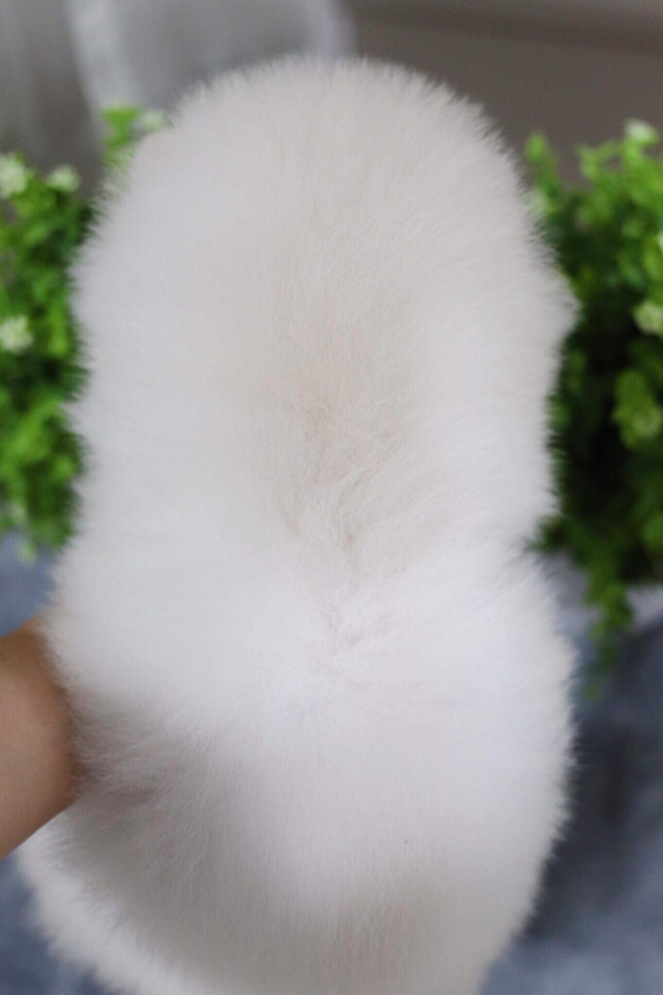 ปอมเมอเรเนียน เพศผู้