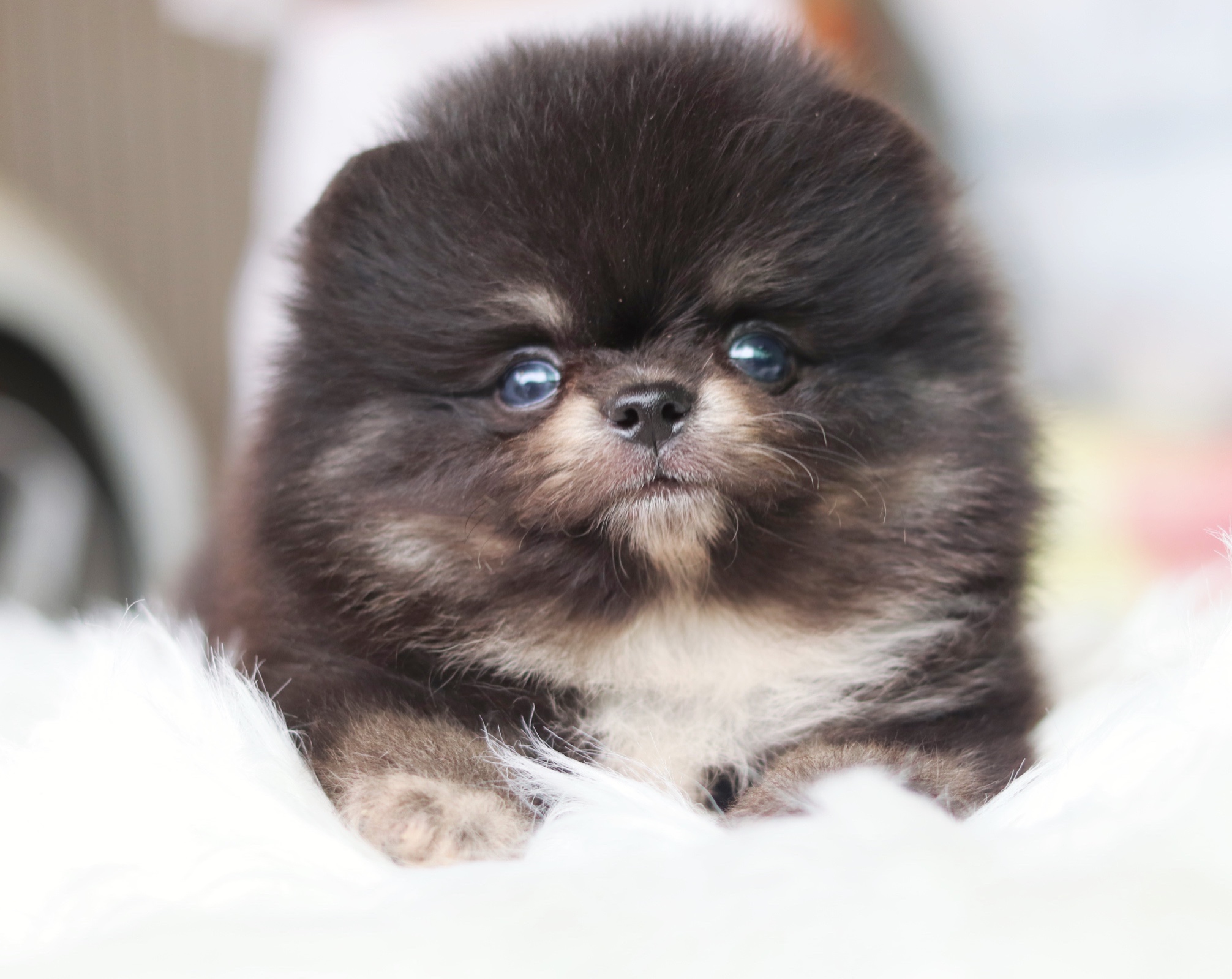 ปอมเมอเรเนียน เพศผู้ สีแบล็คแทน