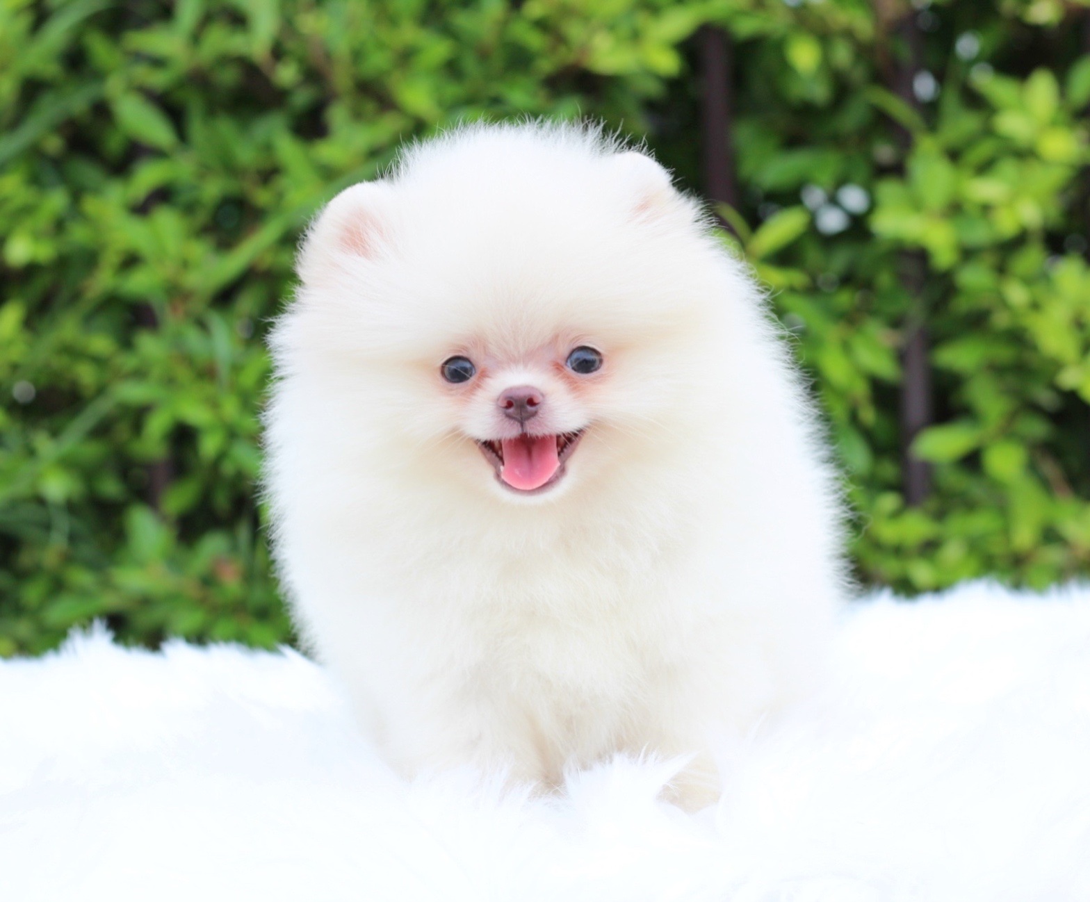 ปอมเมอเรเนียน เพศผู้สีขาวครีม