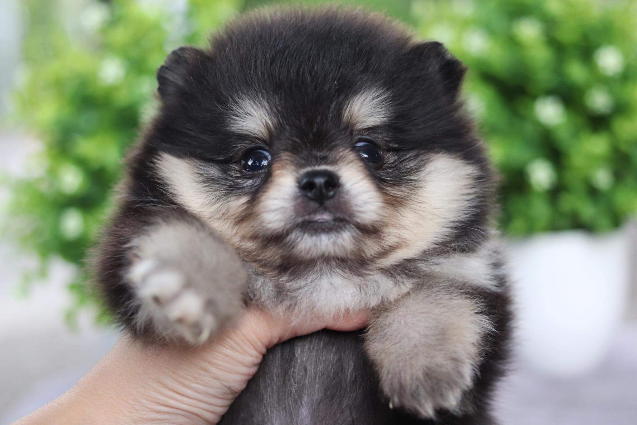 ปอมเมอเรเนียน เพศเมีย