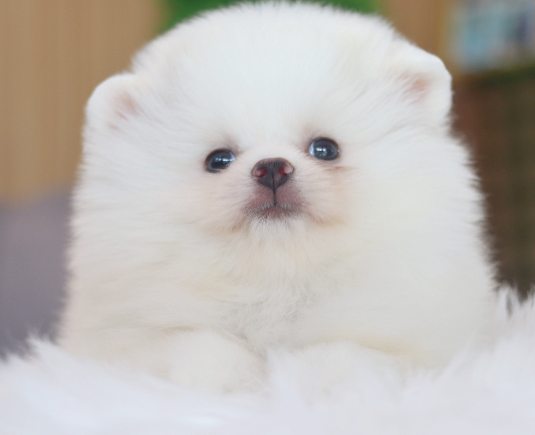 ปอมเมอเรเนียน เพศเมียสีขาวครีม