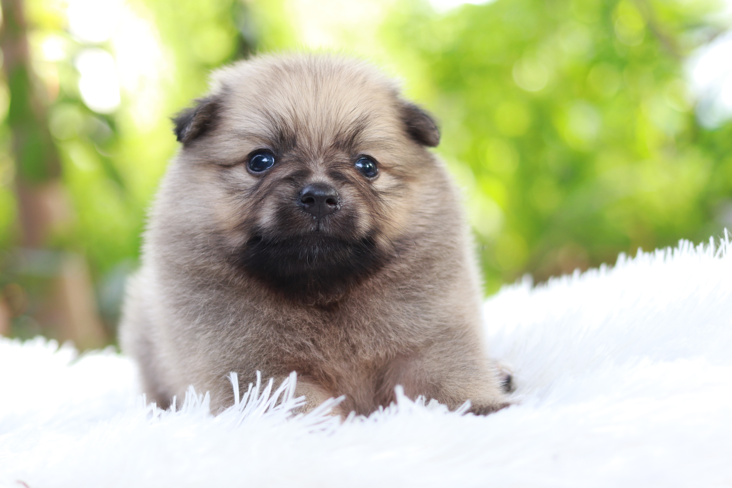 ปอมเมอเรเนียน เพศเมีย ไซส์ปกติหน้าฟ็อก