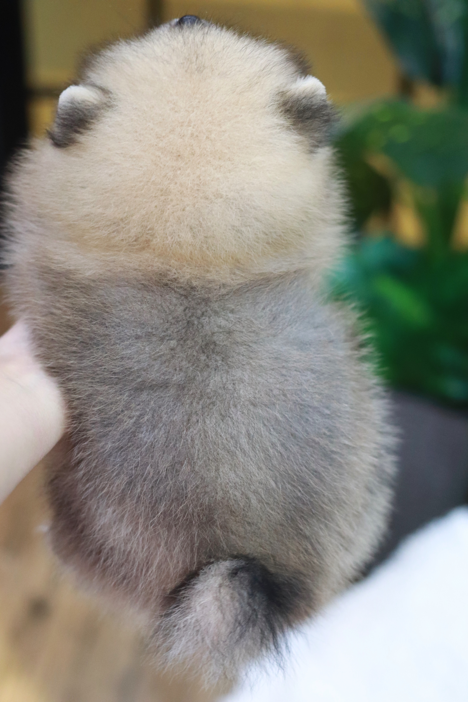 ปอมเมอเรเนียน เพศเมียสีส้มขนแน่น