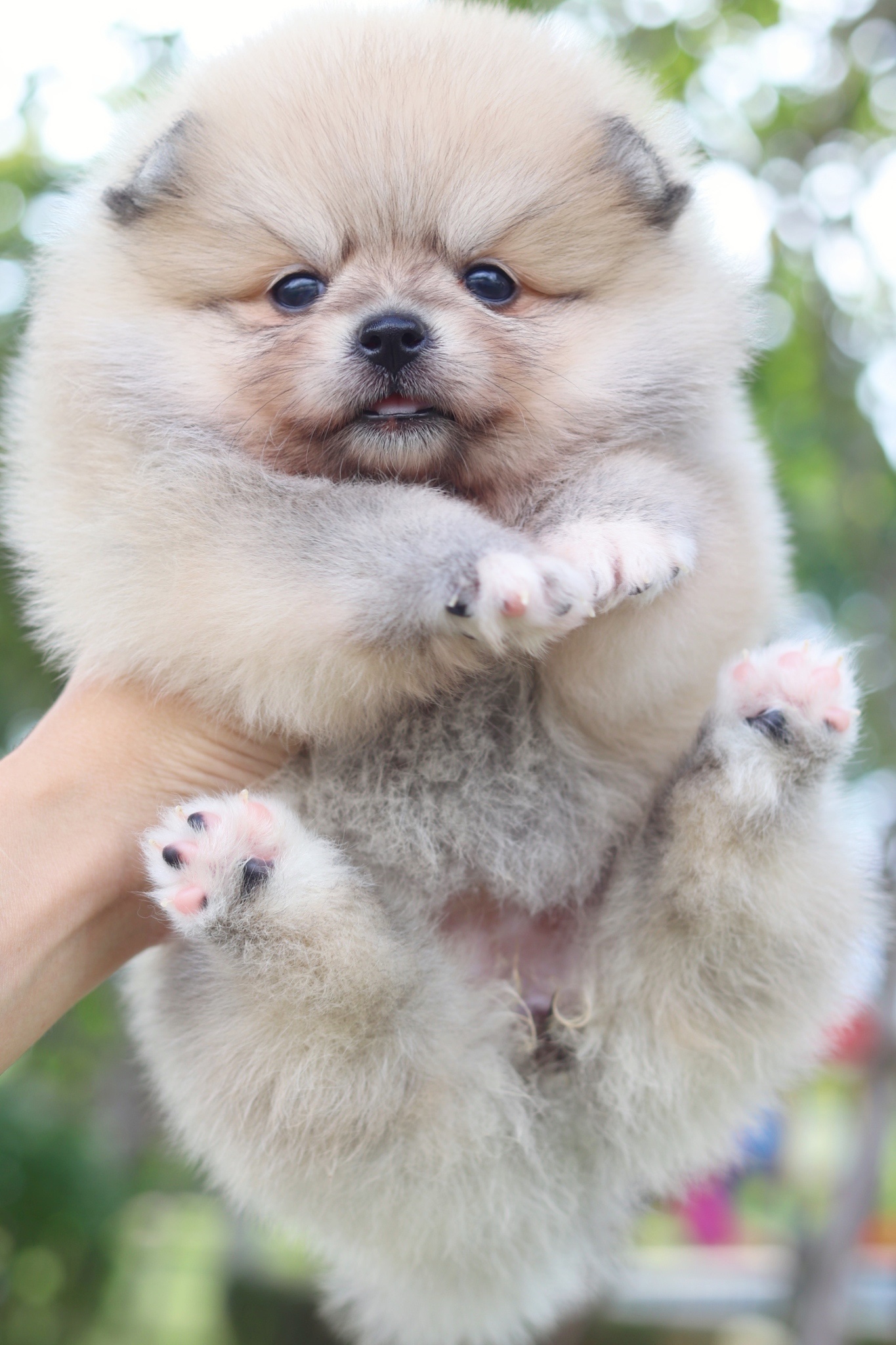 ปอมเมอเรเนียน เพศเมียสีส้ม