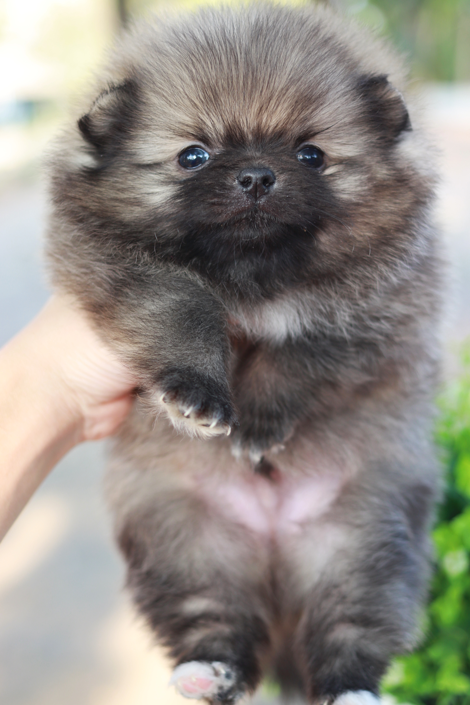 ปอมเมอเรเนียน เพศผู้ส้ม