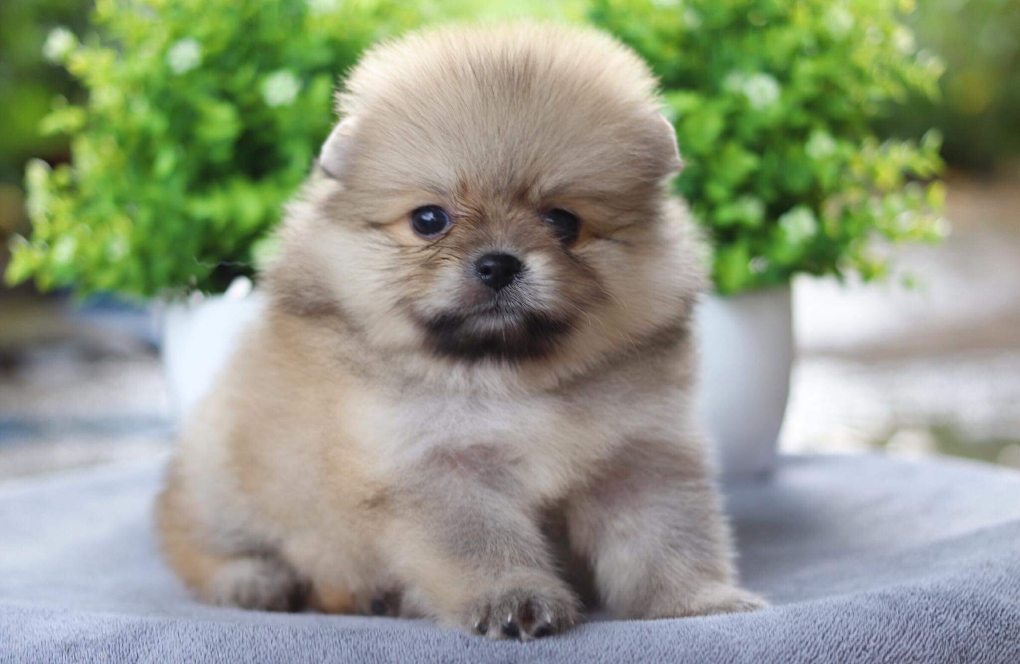 ปอมเมอเรเนียน เพศเมีย