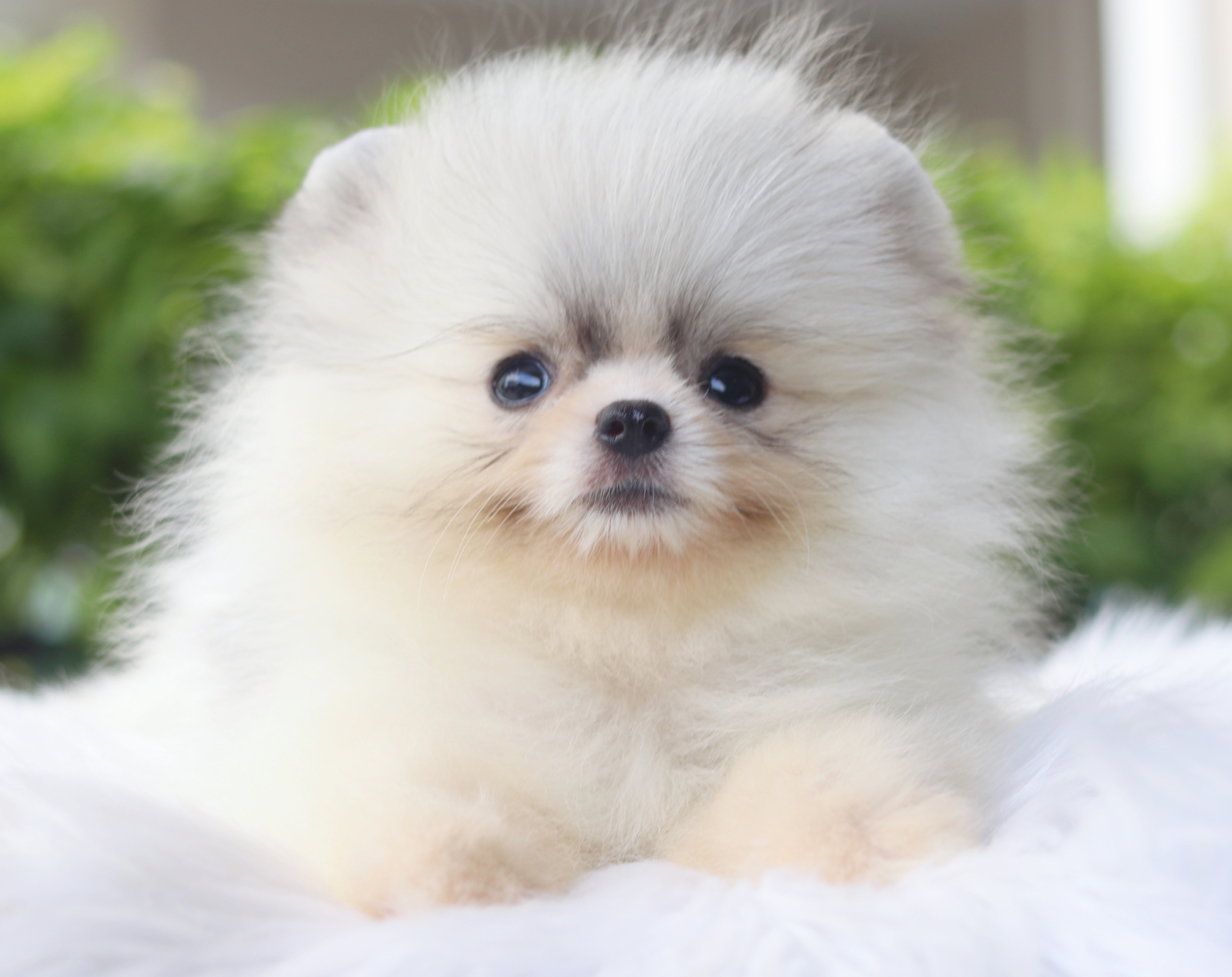 ปอมเมอเรเนียน เพศผู้ สีแฟนซี ไซส์เล็ก เกรดโชว์