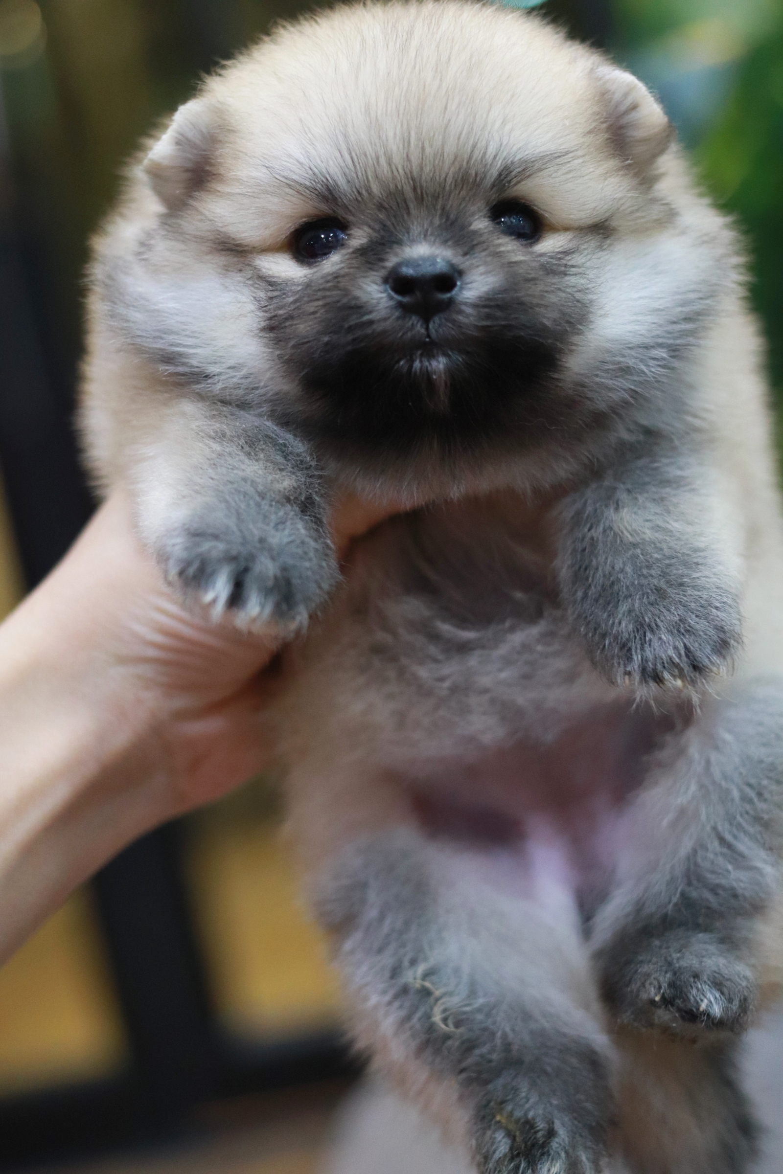 ปอมเมอเรเนียน เพศเมีย ทีคัพ