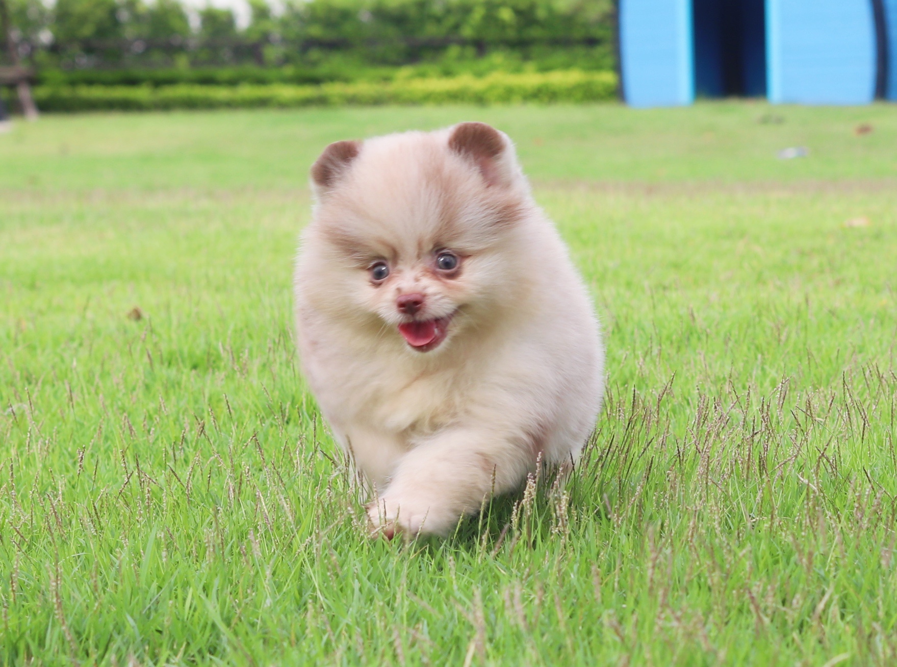 ปอมเมอเรเนียน เพศผู้สีช็อคเมอร์เร่