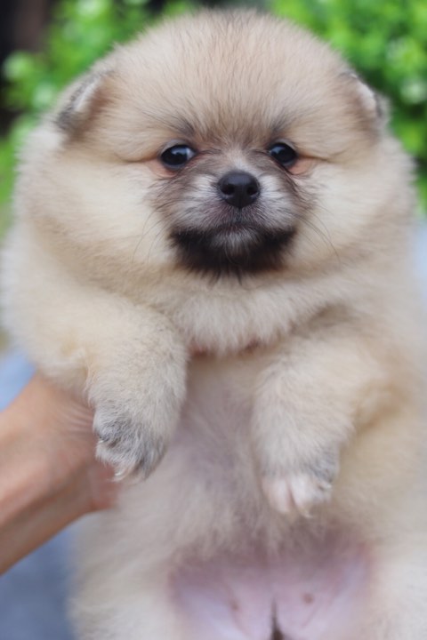 ปอมเมอเรเนียน เพศเมีย