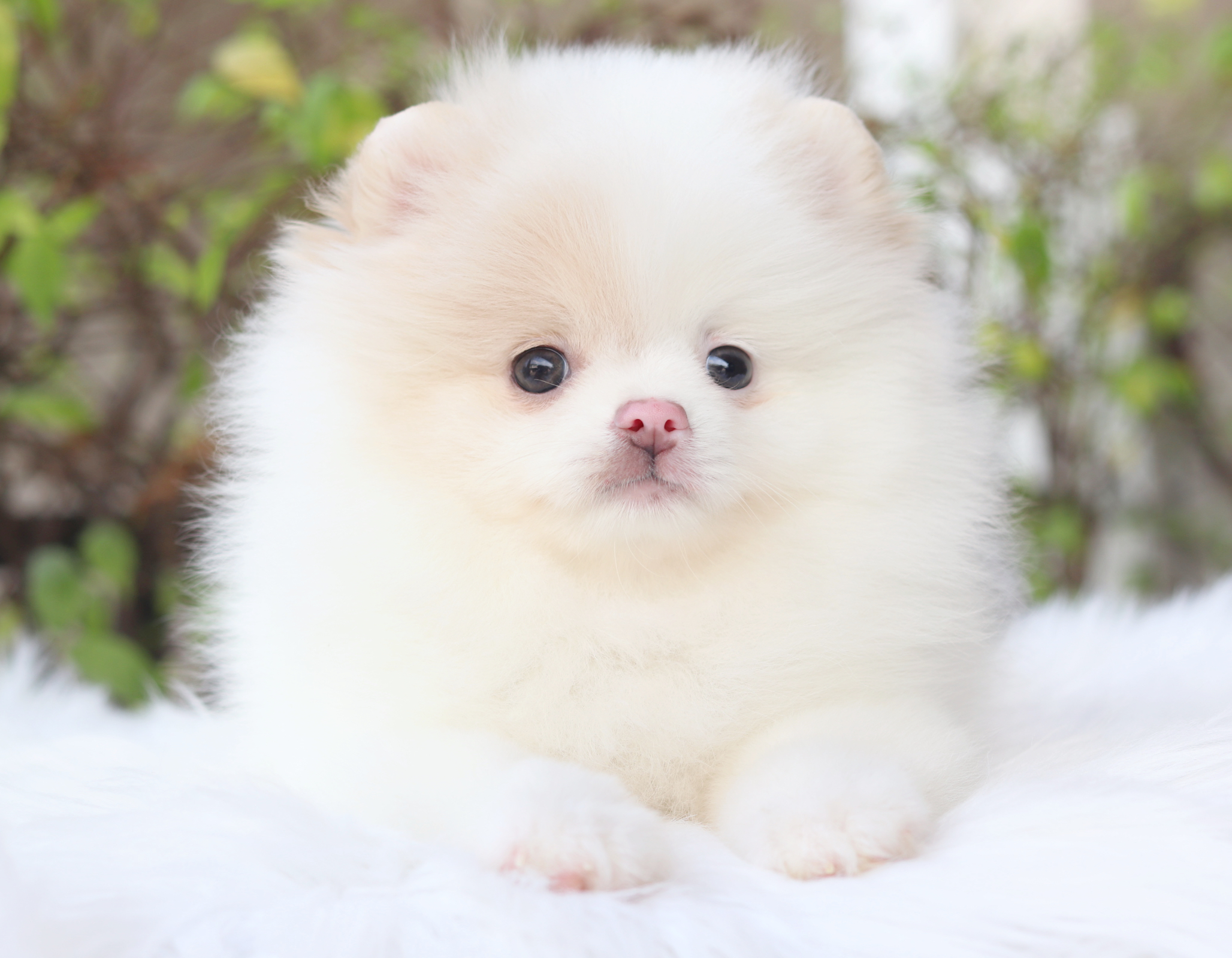 ปอมเมอเรเนียน เพศเมีย สีแฟนซี