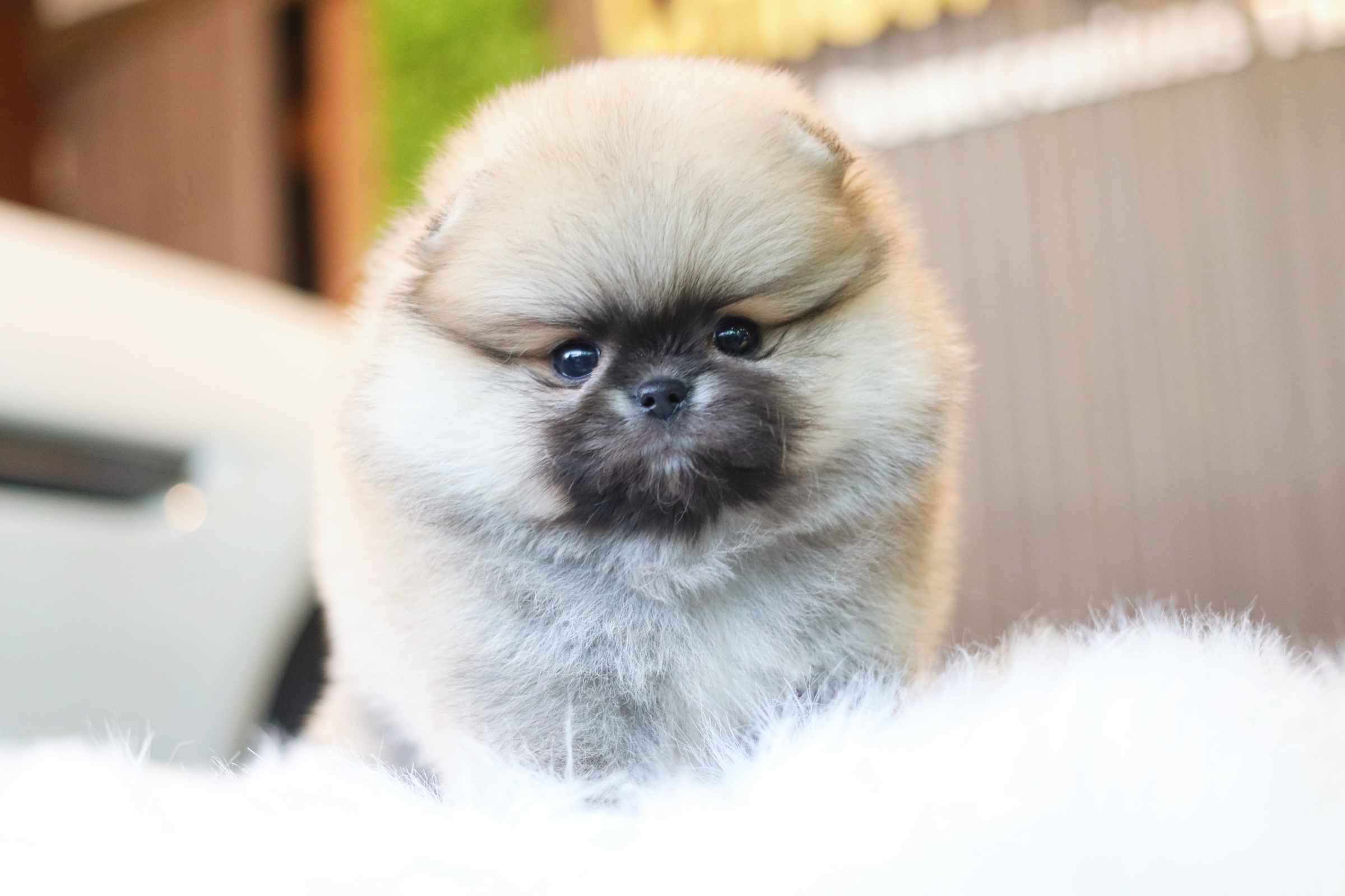 ปอมเมอเรเนียน เพศผู้ สีส้ม