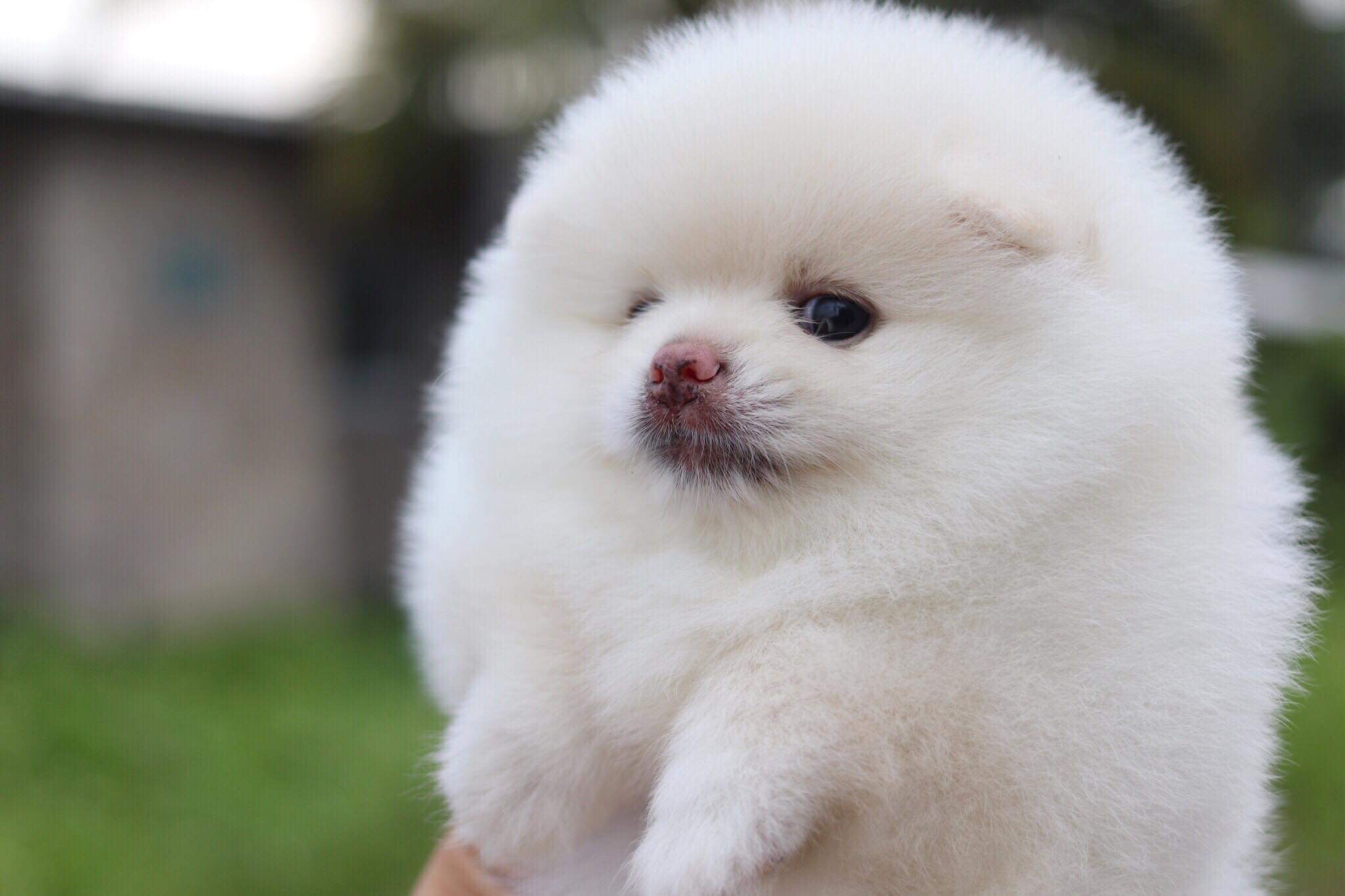 ปอมเมอเรเนียน เพศเมีย