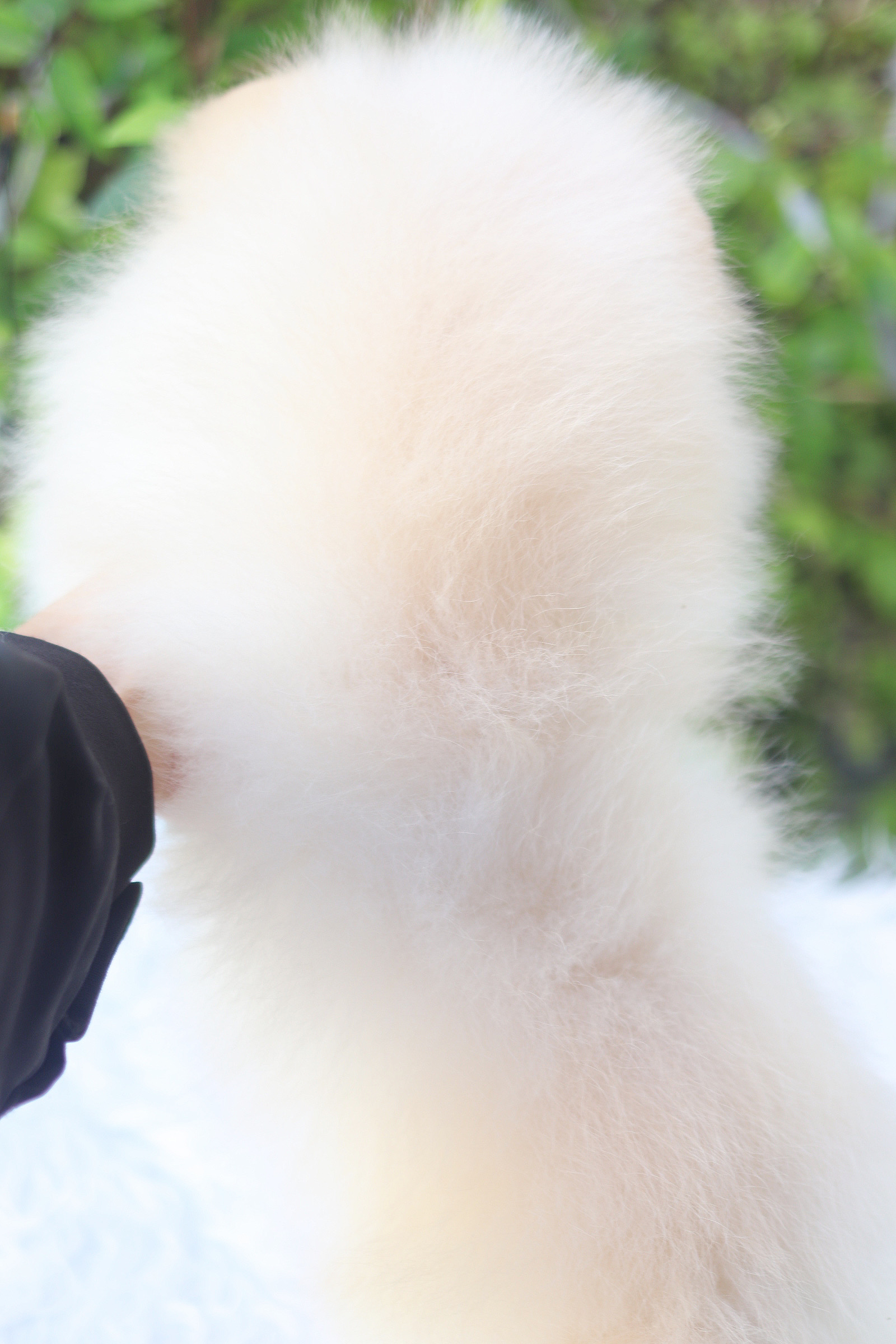 ปอมเมอเรเนียน เพศเมียสีครีม