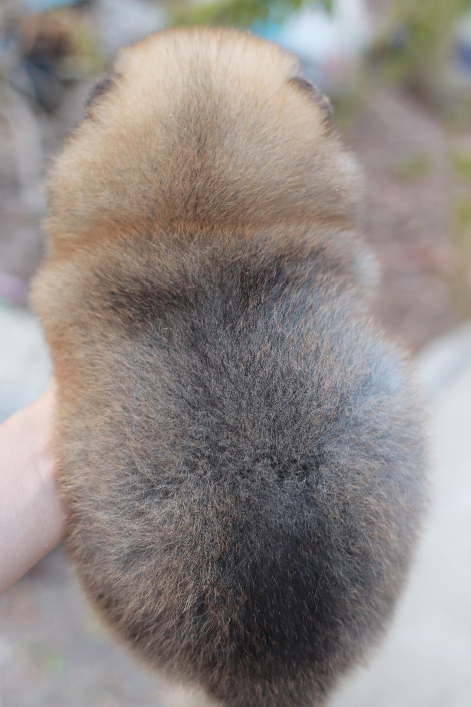 ปอมเมอเรเนียน เพศผู้