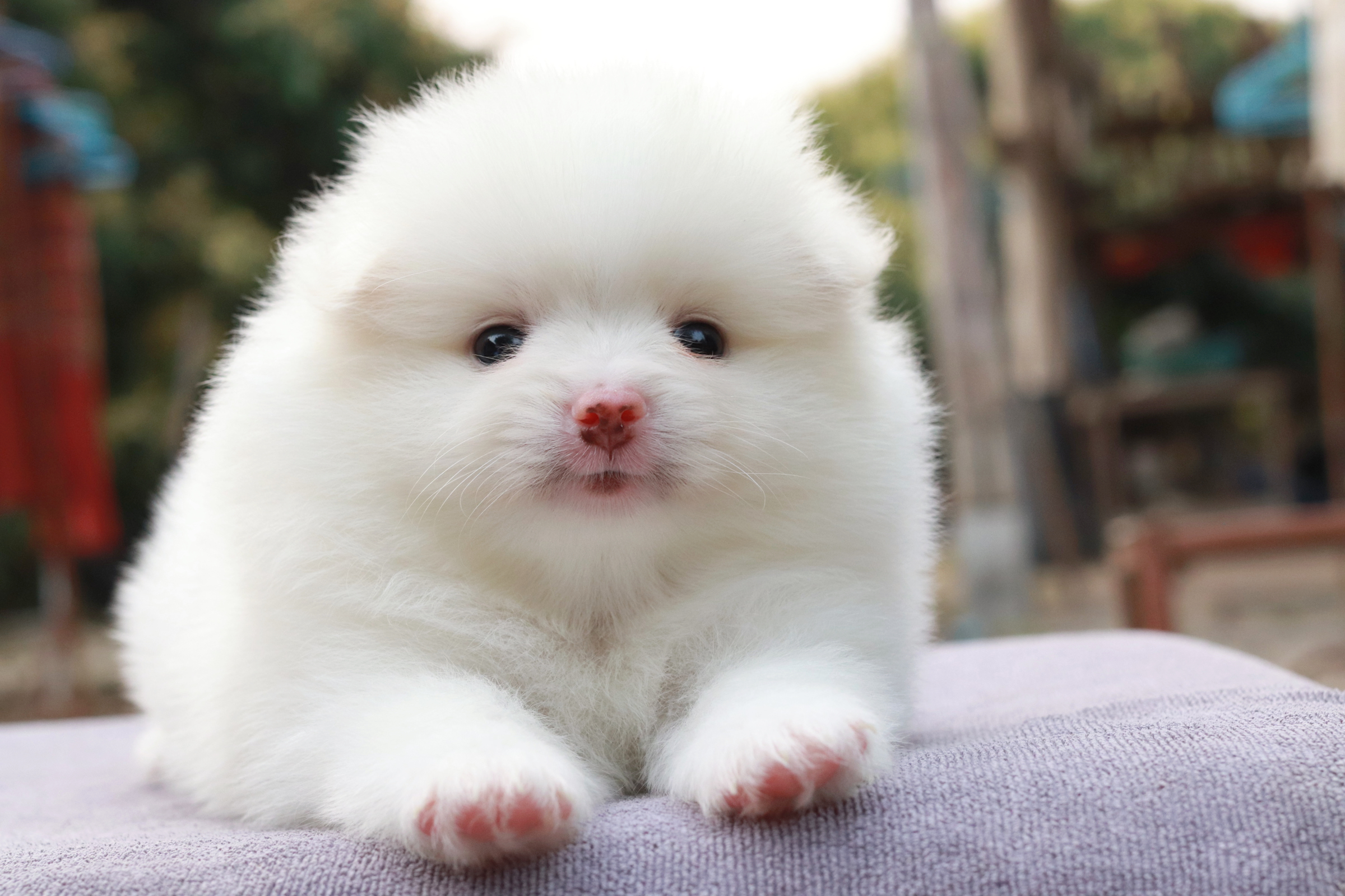 ปอมเมอเรเนียน เพศผู้สีขาว