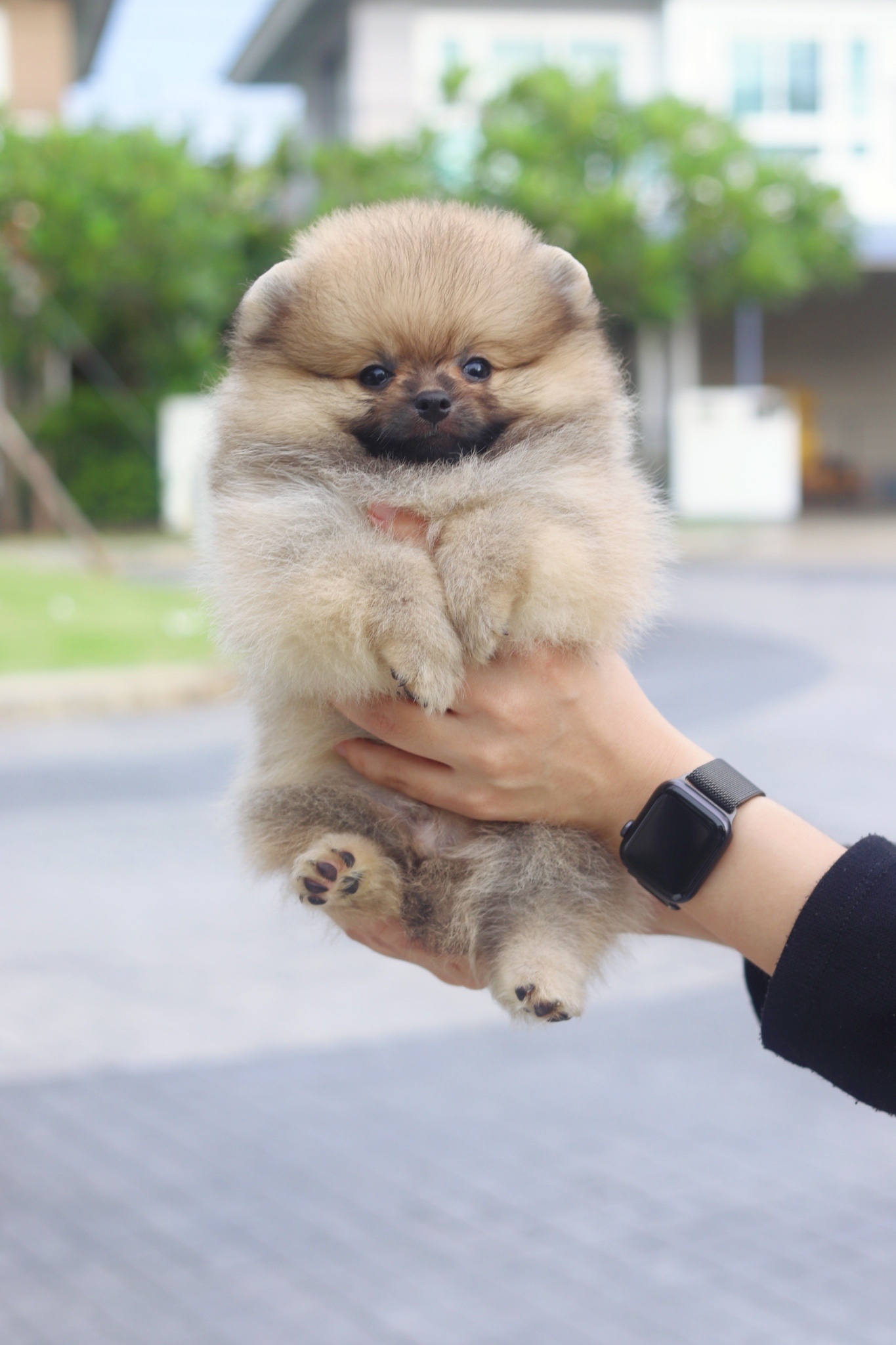 ปอมเมอเรเนียน เพศผู้สีส้ม