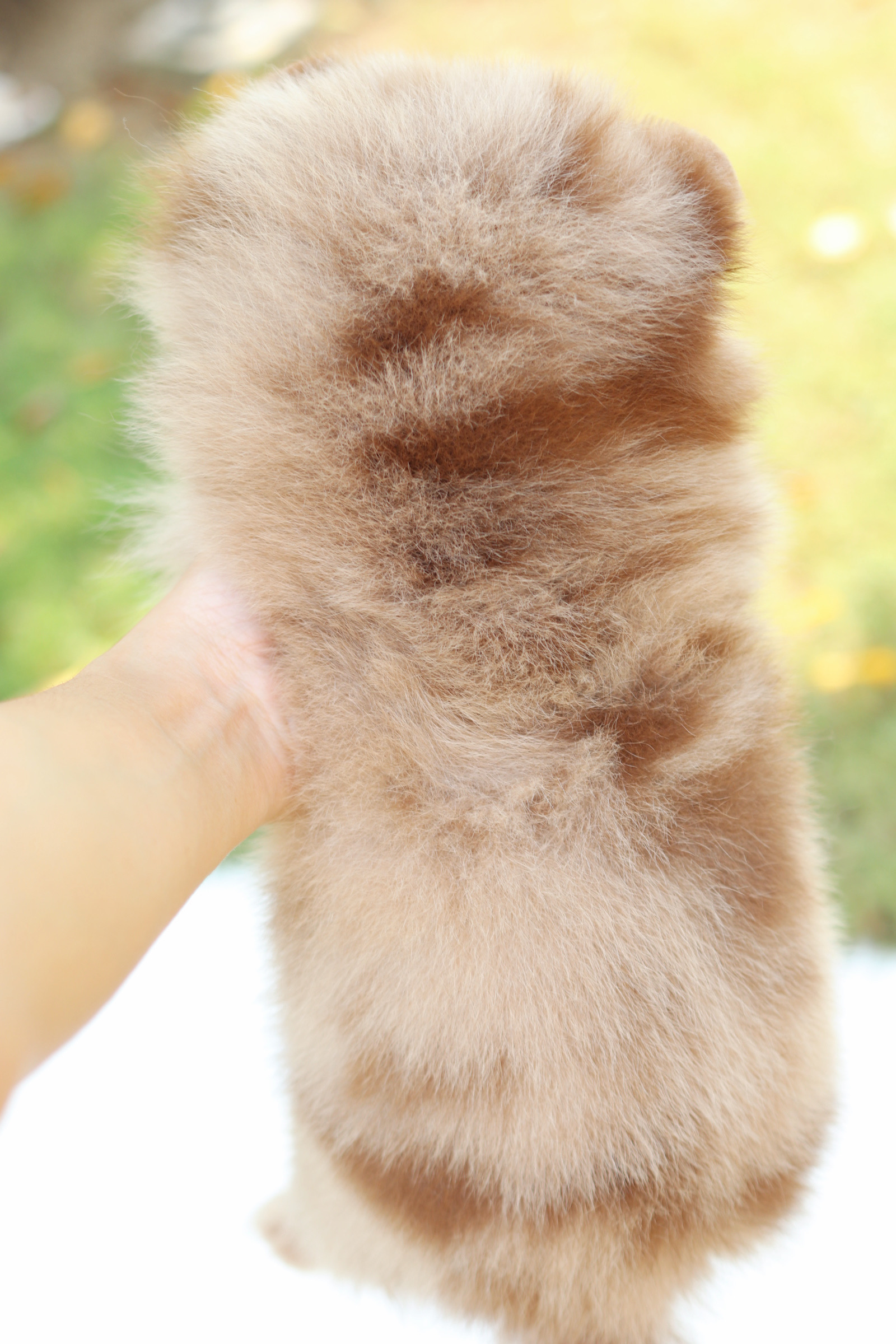 ปอมเมอเรเนียน เพศผู้ สีช็อคเมอร์เร่