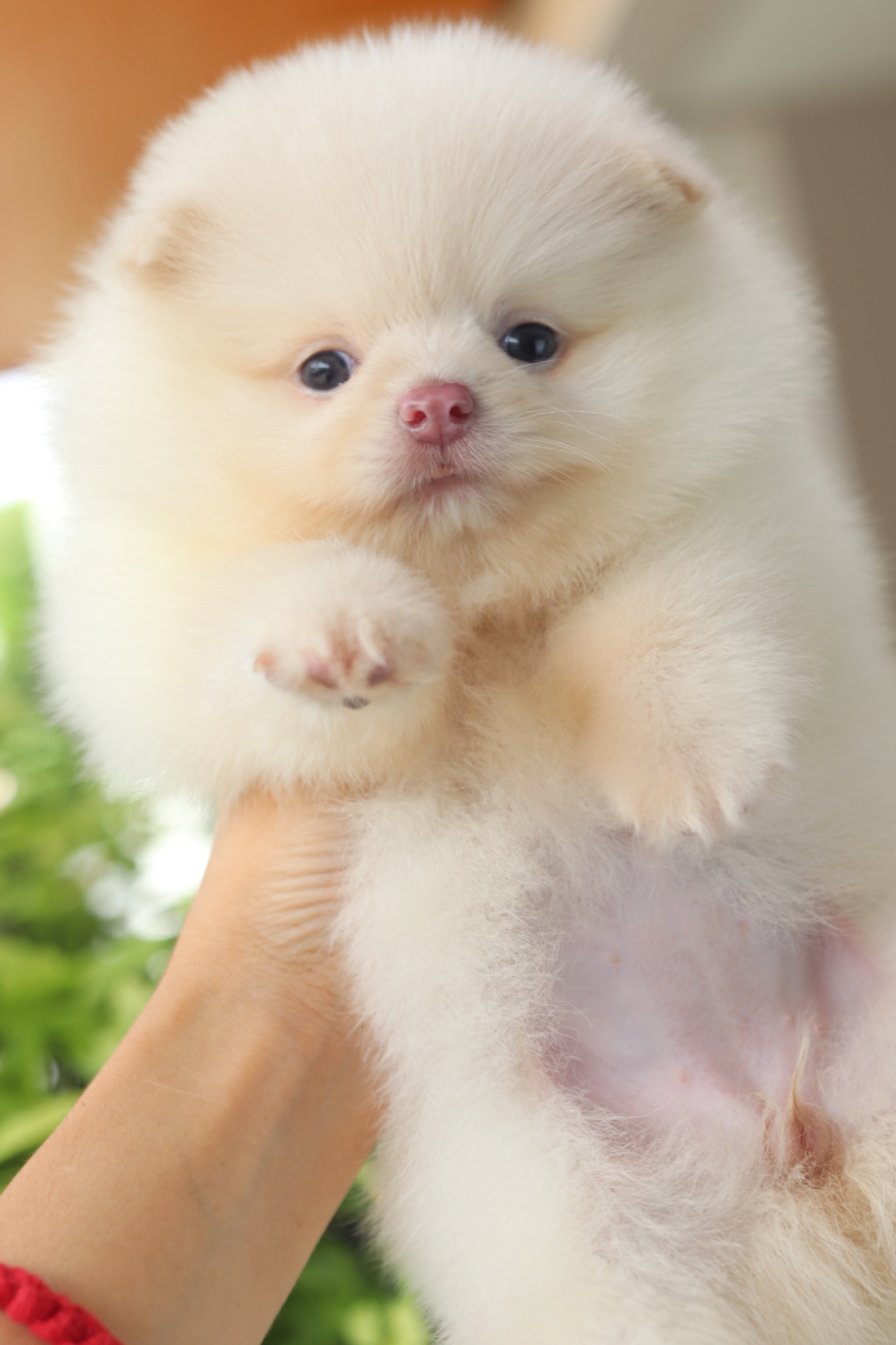 ปอมเมอเรเนียน เพศเมียสีขาวครีม