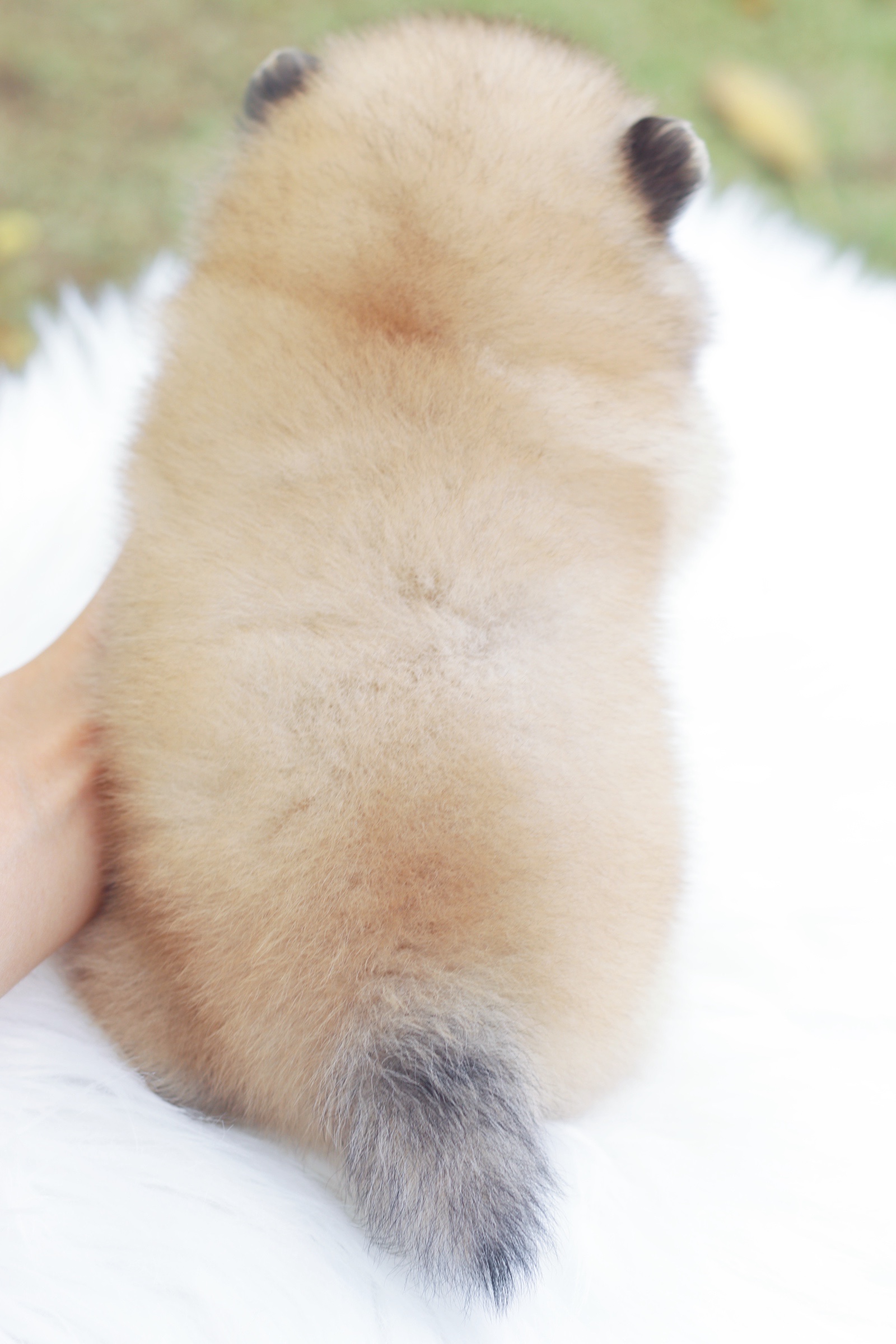 ปอมเมอเรเนียน เพศผู้ สีส้ม