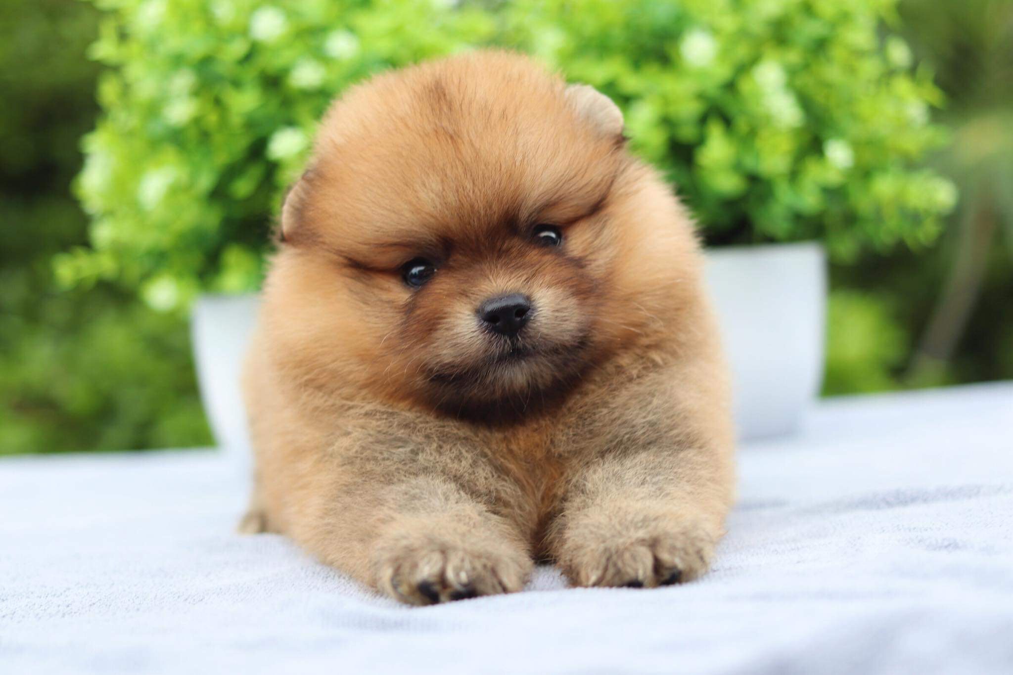 ปอมเมอเรเนียน เพศผู้