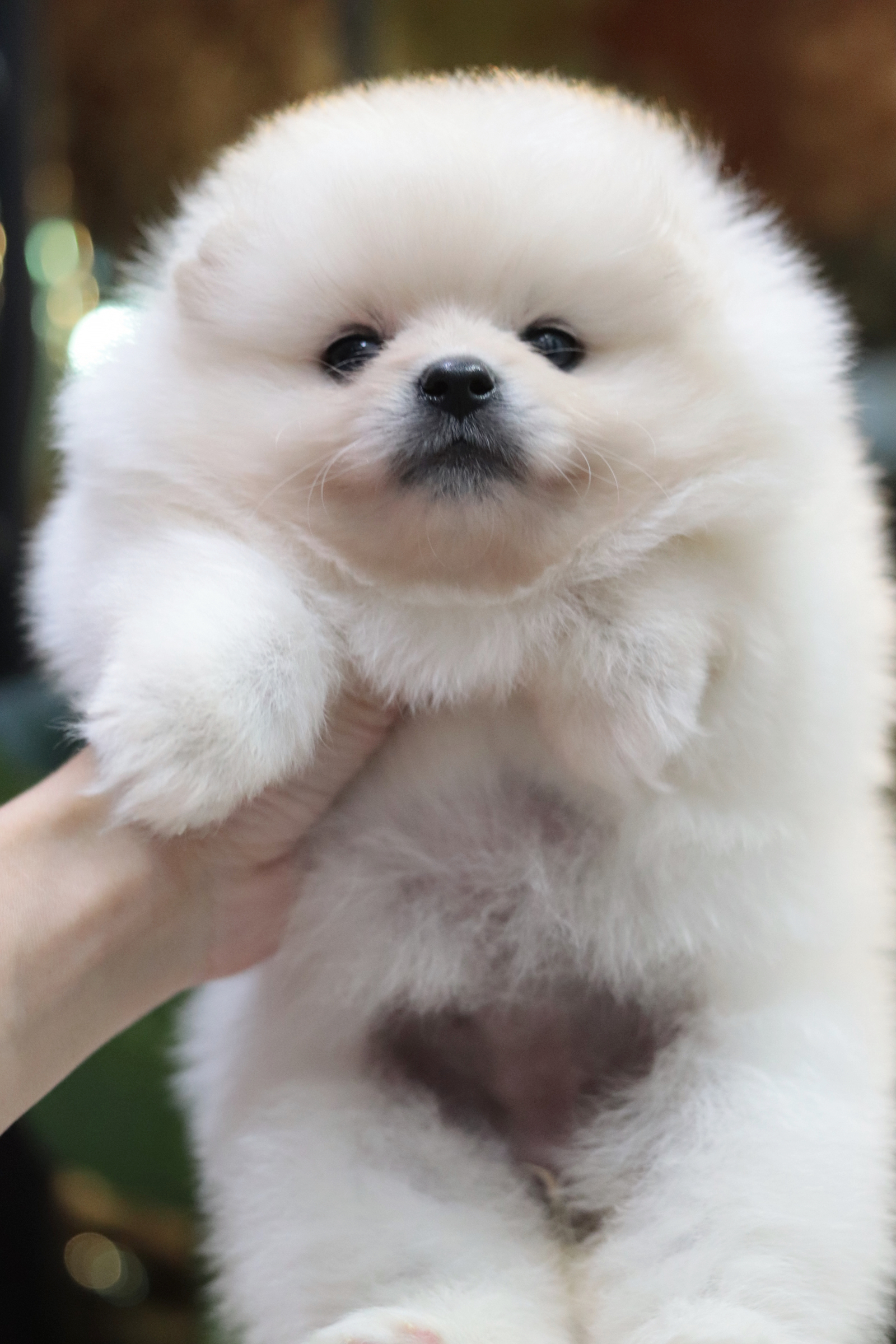 ปอมเมอเรเนียน เพศเมียขาวครีม