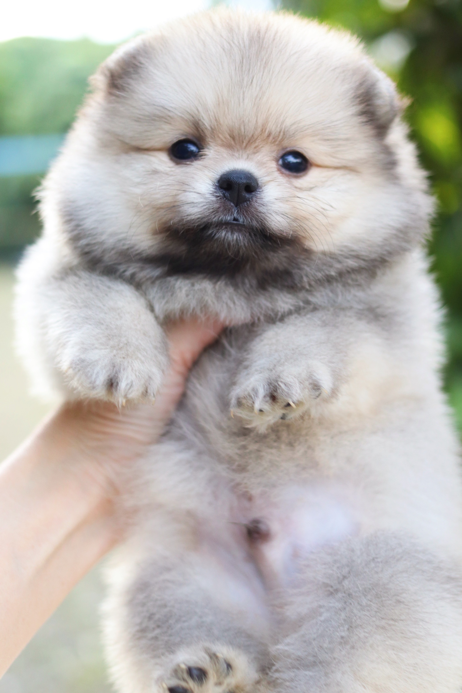 ปอมเมอเรเนียน เพศผู้ สีส้ม