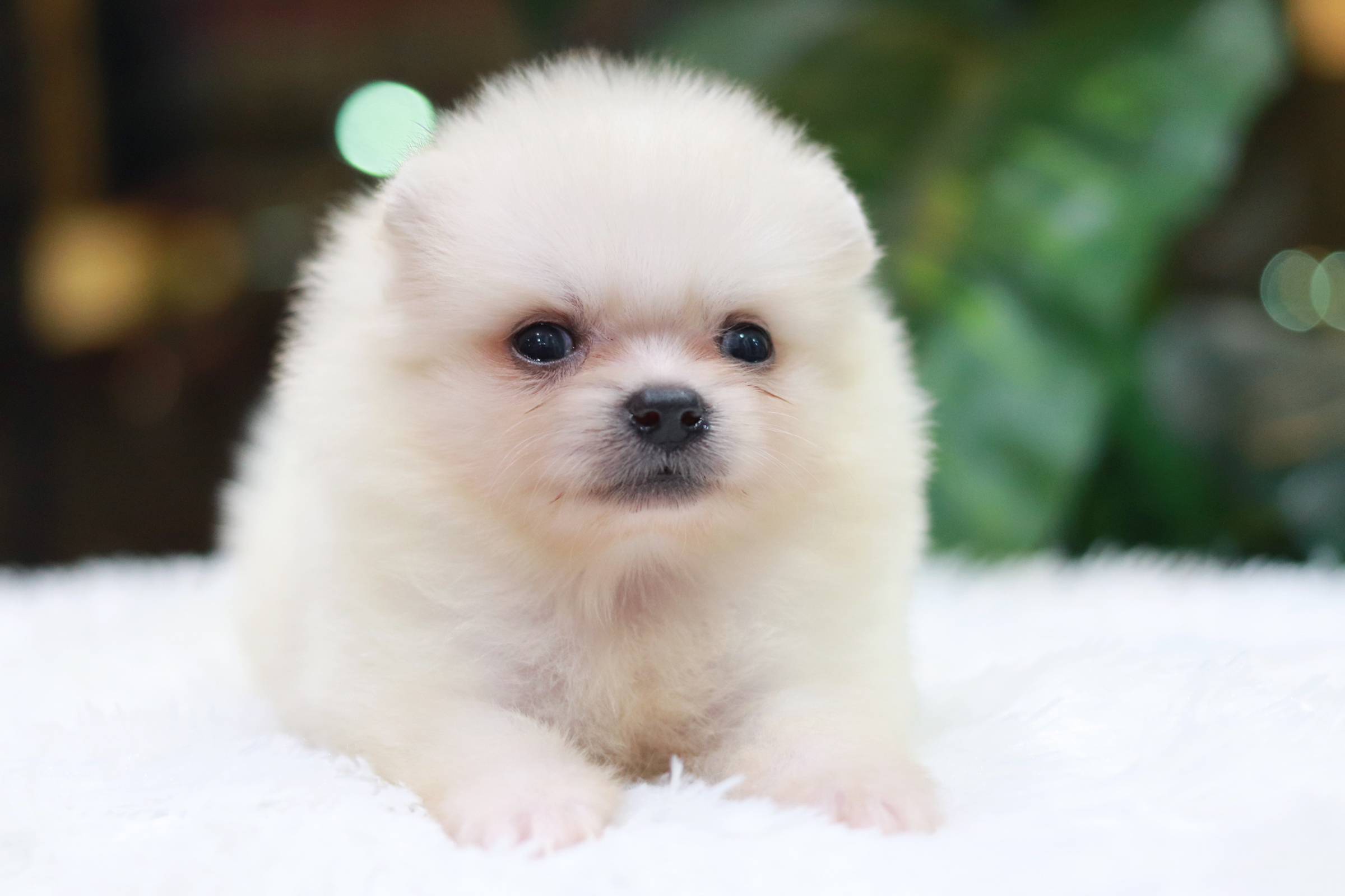 ปอมเมอเรเนียน เพศเมีย