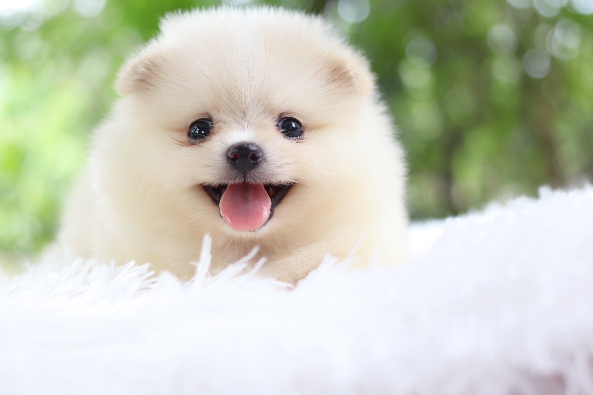 ปอมเมอเรเนียน เพศเมียสีขาวครีม