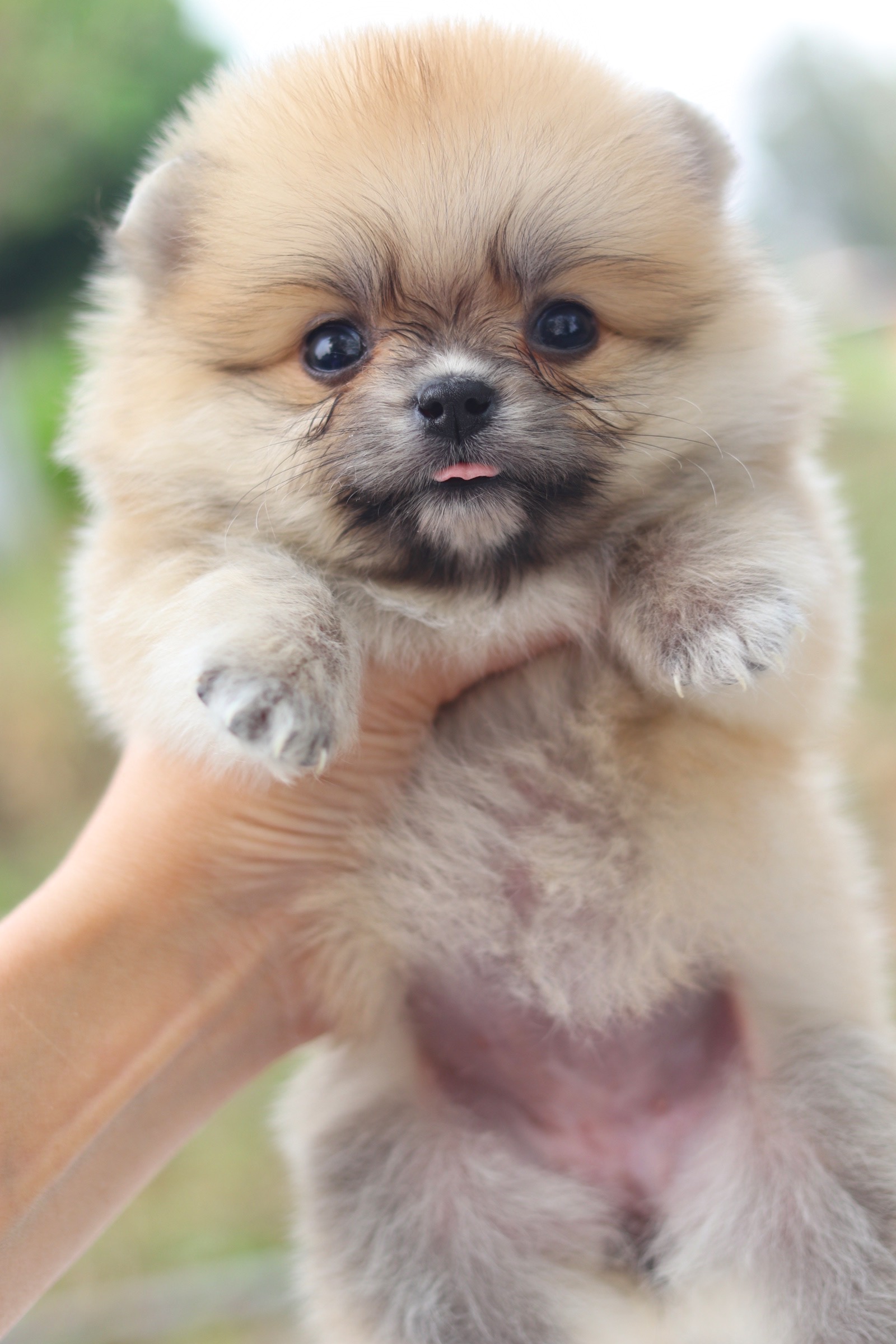 ปอมเมอเรเนียน เพศเมียสีส้ม