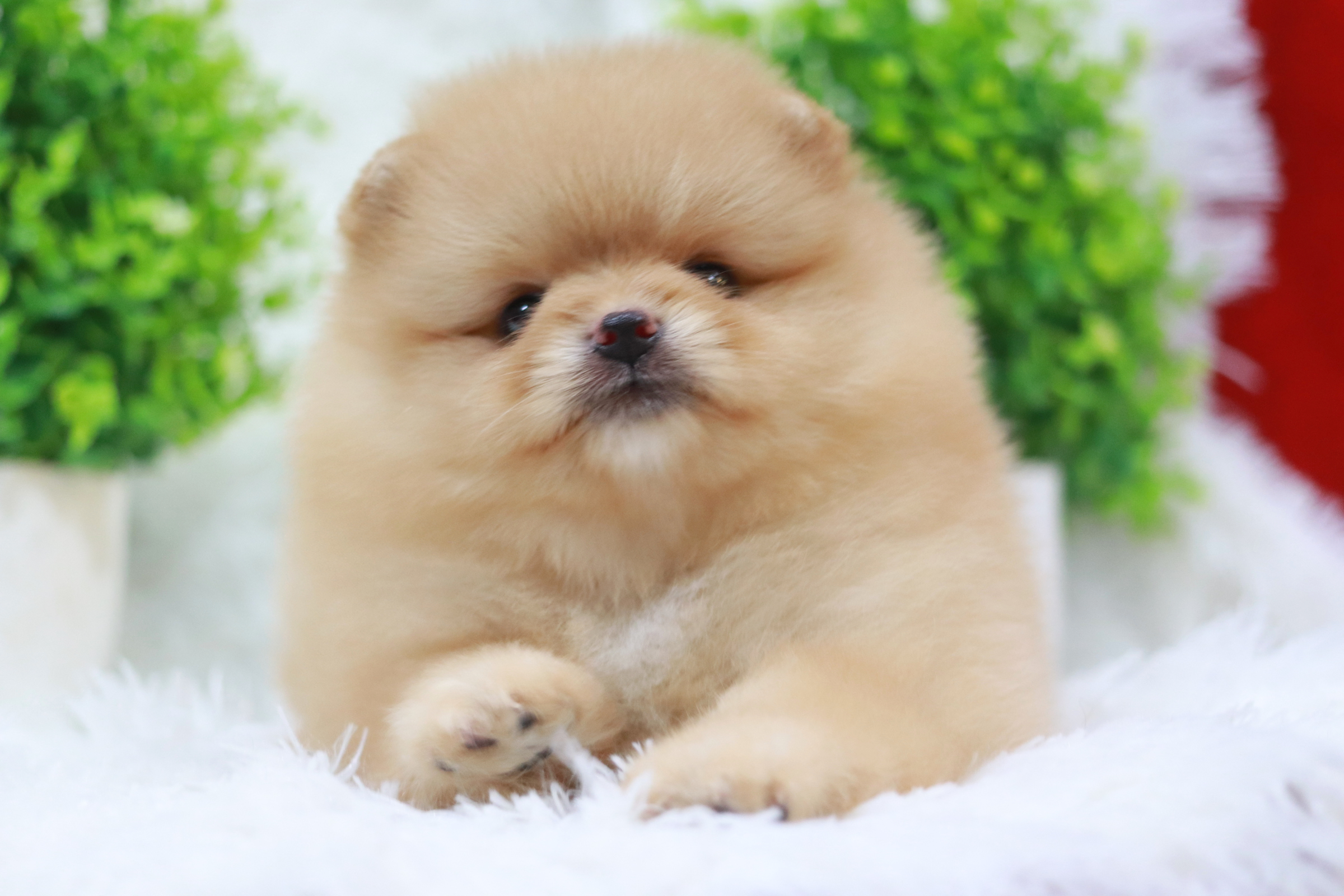 ปอมเมอเรเนียน เพศเมีย ครีม ขนแน่นๆ