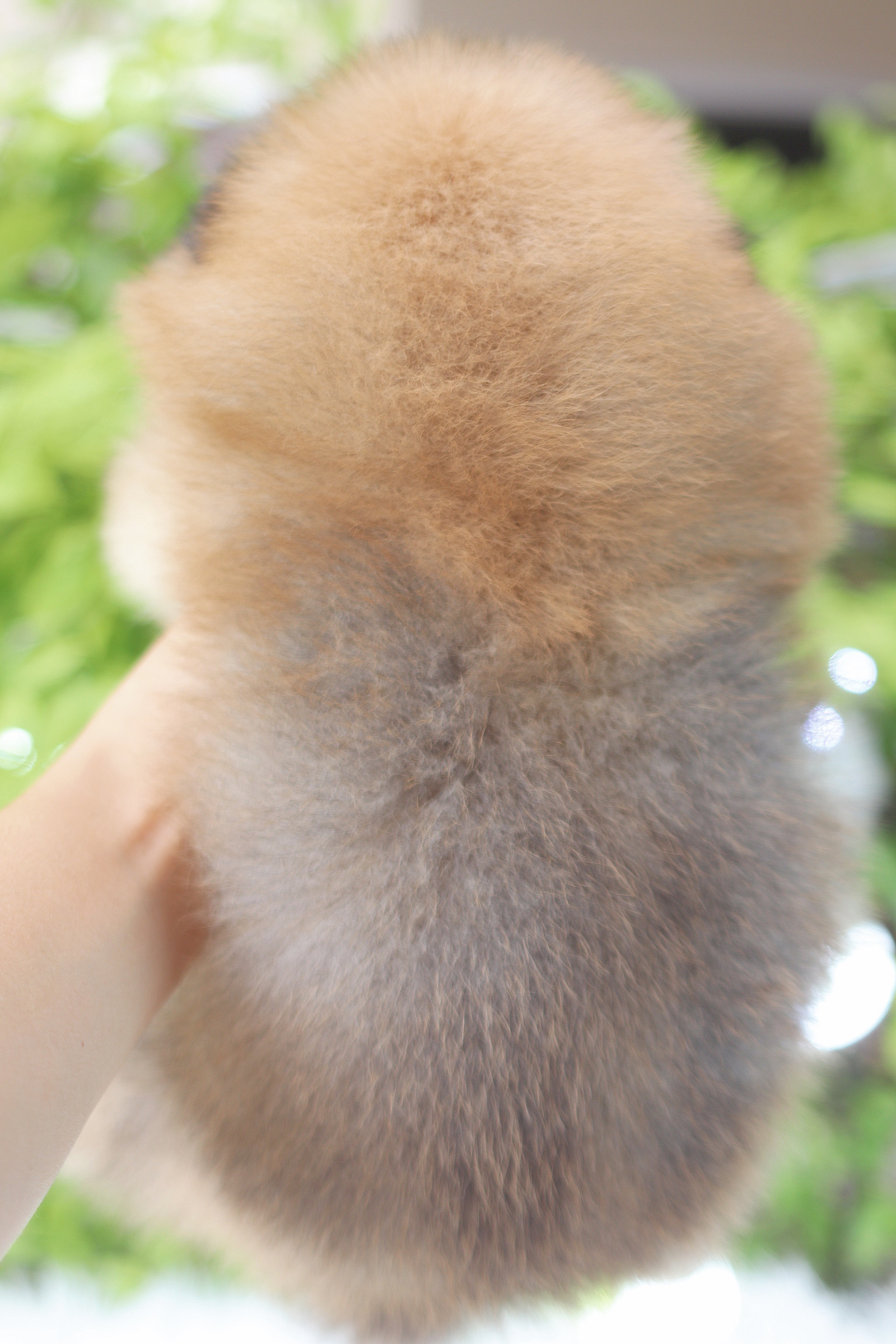 ปอมเมอเรเนียน เพศเมีย สีส้ม เกรดโชว์