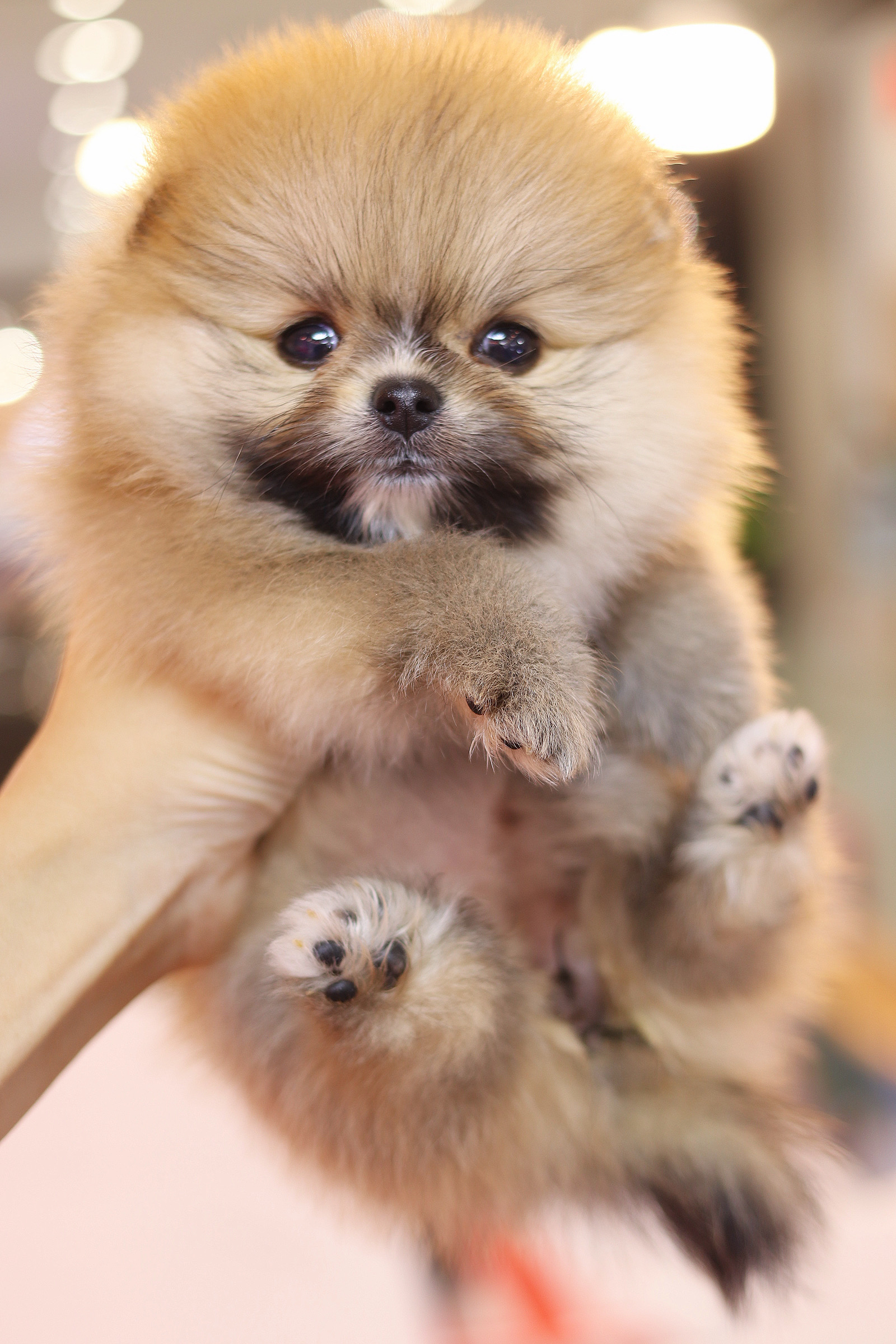 ปอมเมอเรเนียน เพศเมียสีส้ม เกรดโชว์