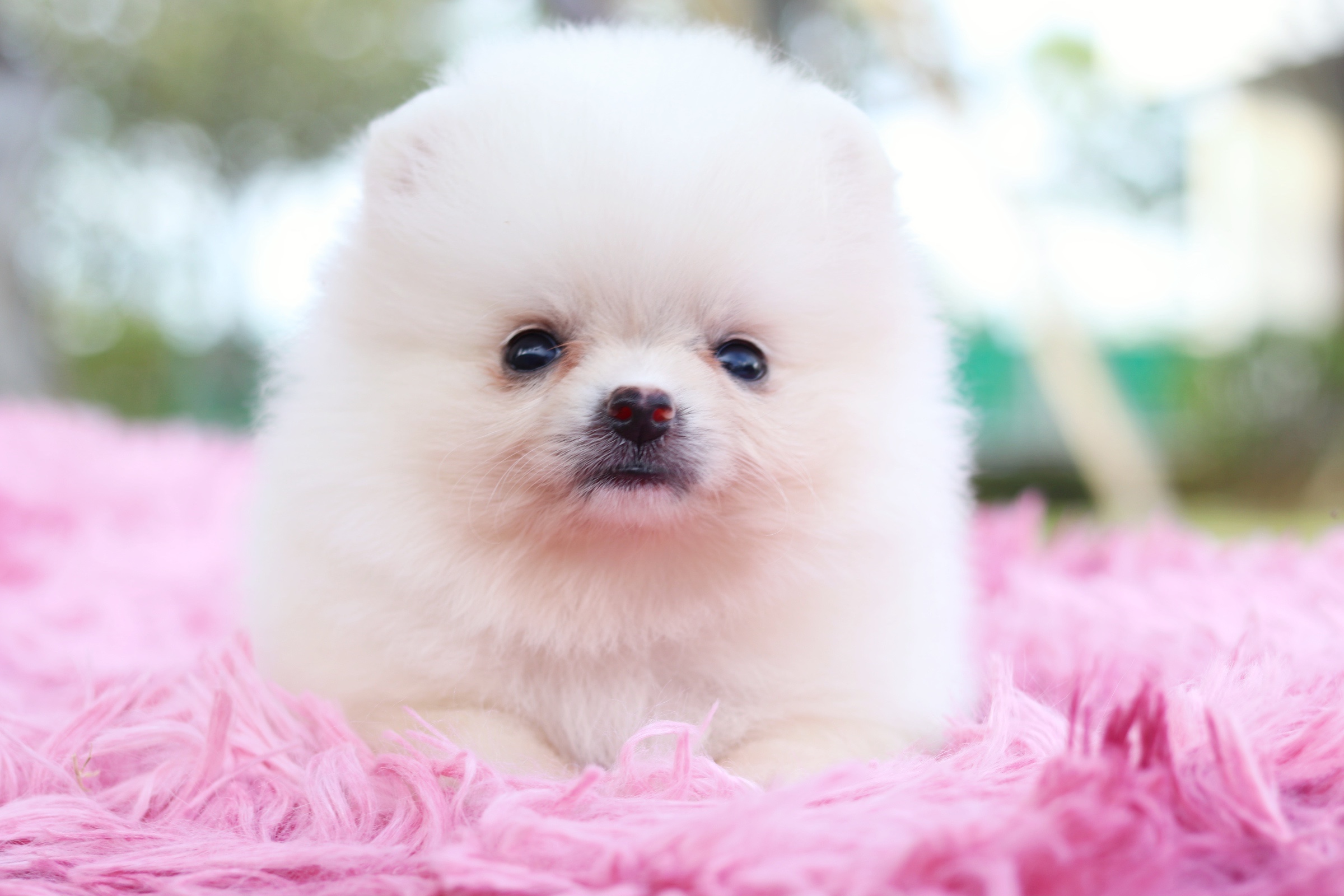 ปอมเมอเรเนียน เพศเมียสีขาวครีม ไซส์เล็ก