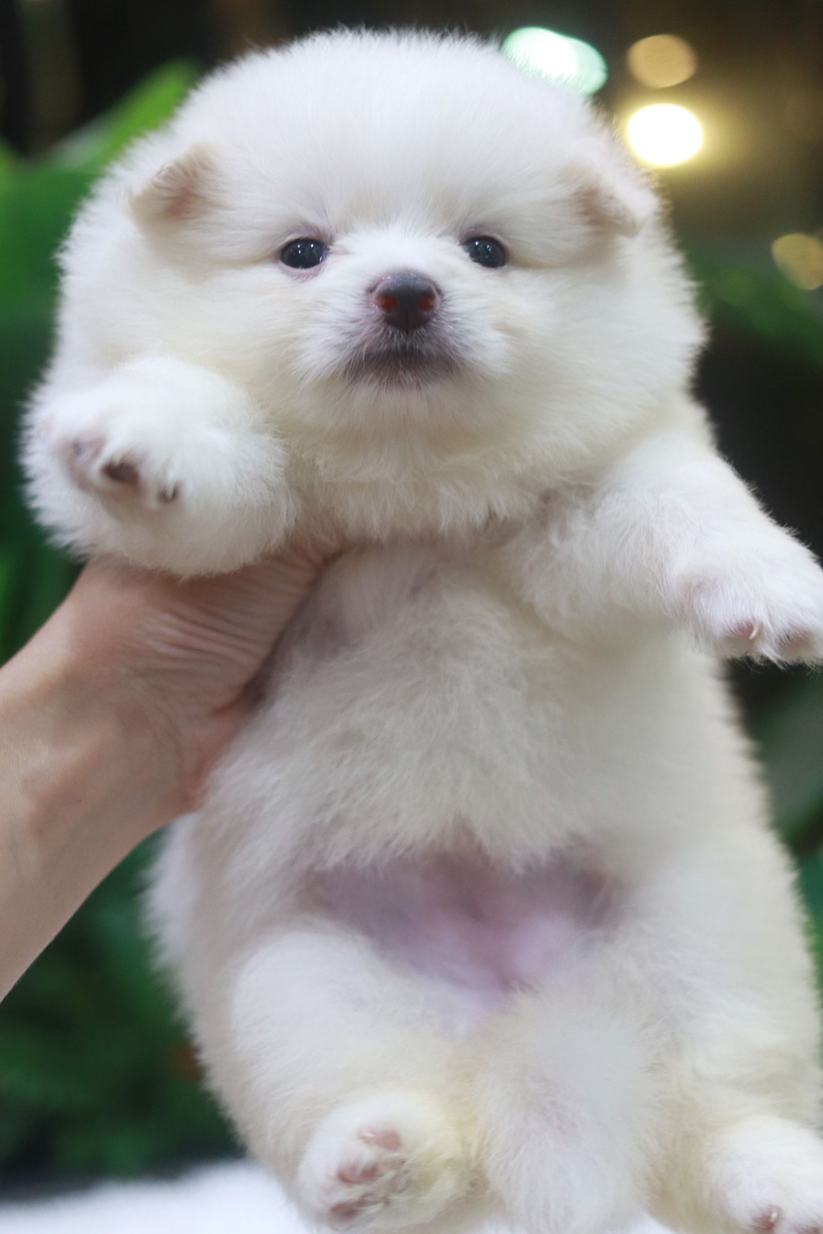 ปอมเมอเรเนียน เพศเมียขาวครีมหน้าฟ็อก